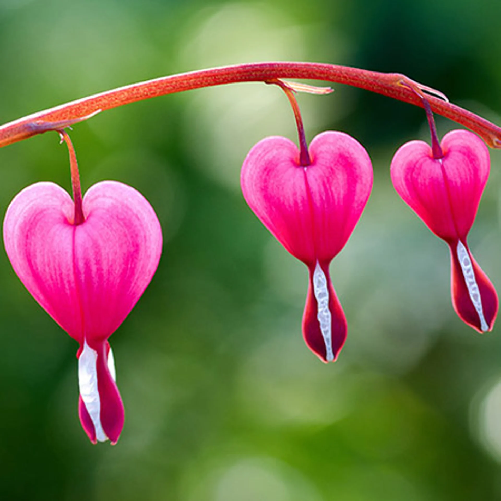8+ What Is The Most Beautiful Flower The Most Beautiful Flowers in the World | Petal Talk