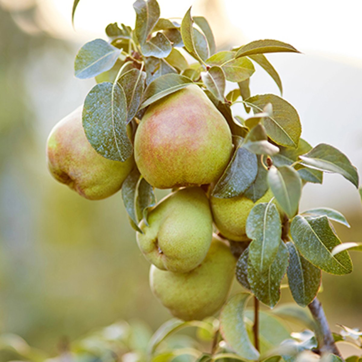 How to Keep Fruit Fresh for Longer | The Table by Harry & David