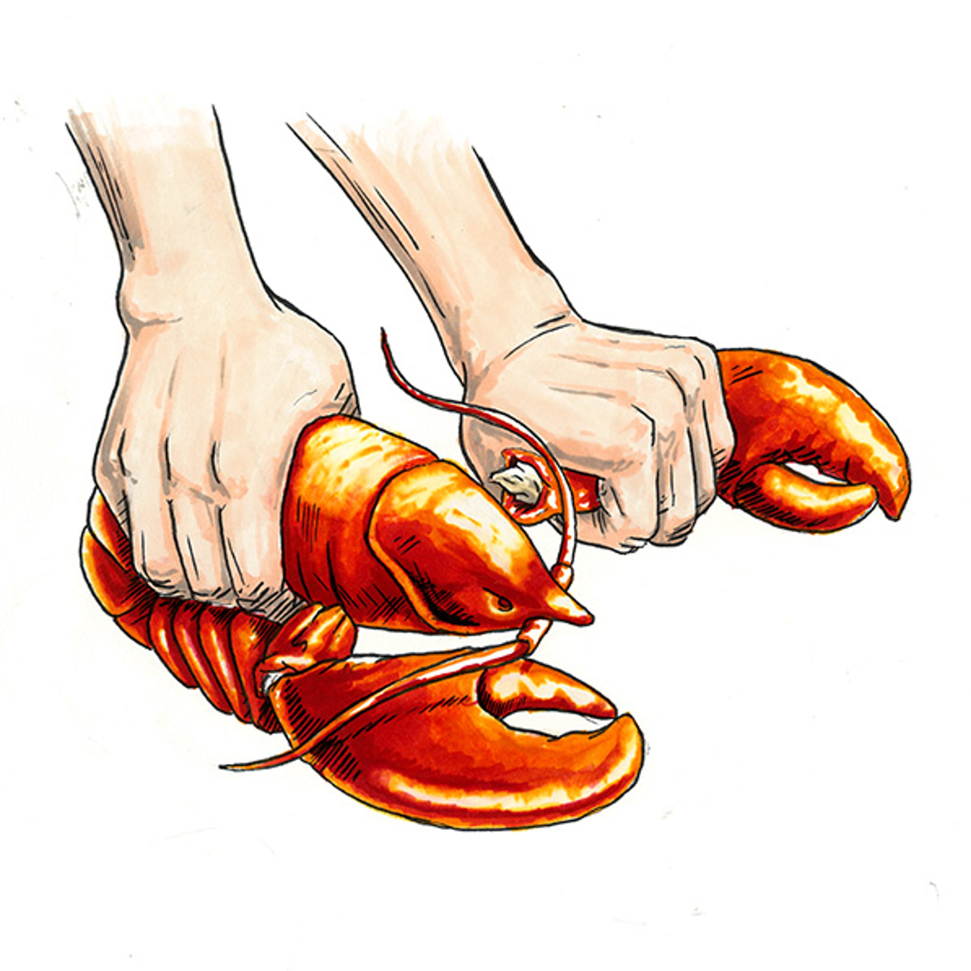 Step : Twisting off the claw of the lobster