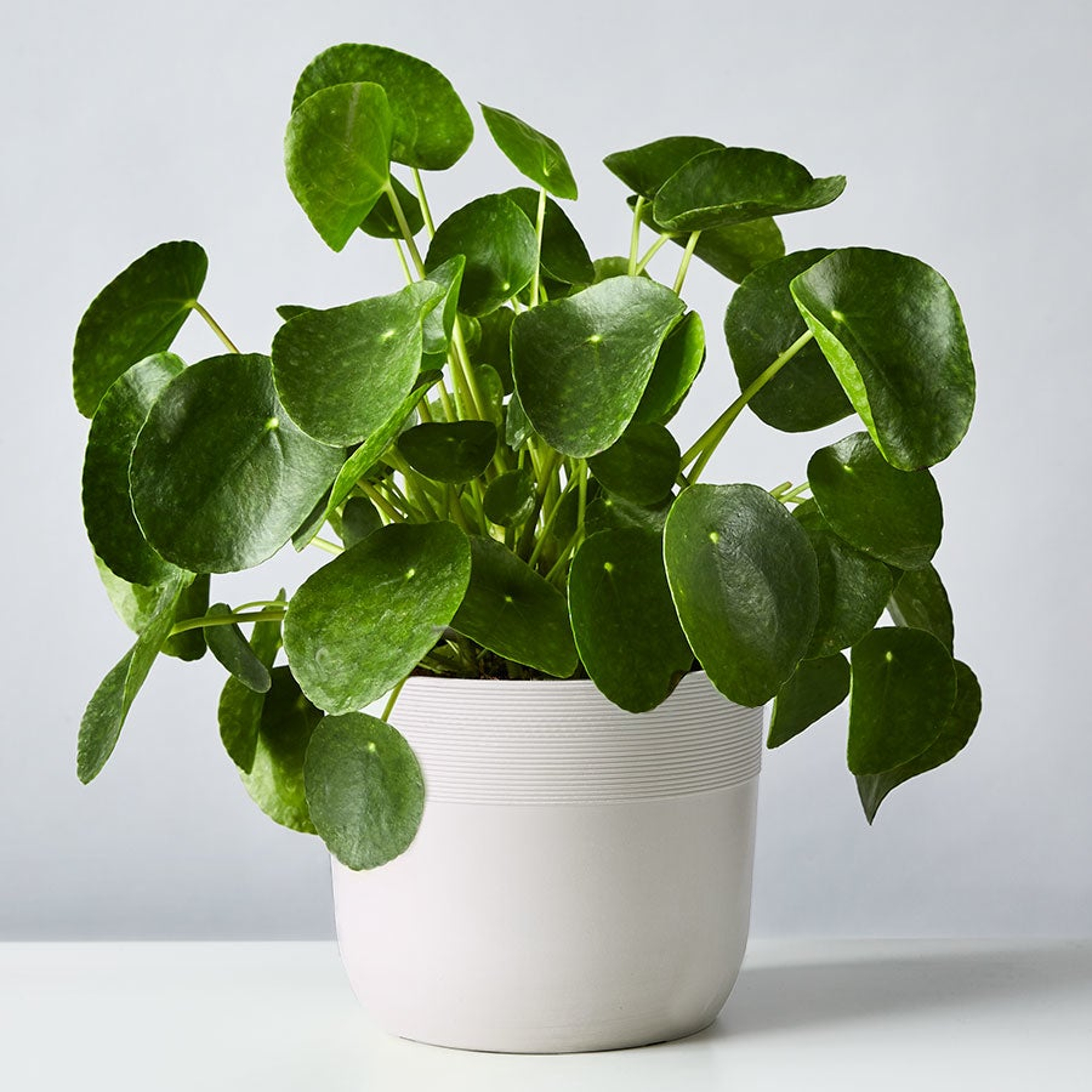 Pilea Peperomioidises Plant