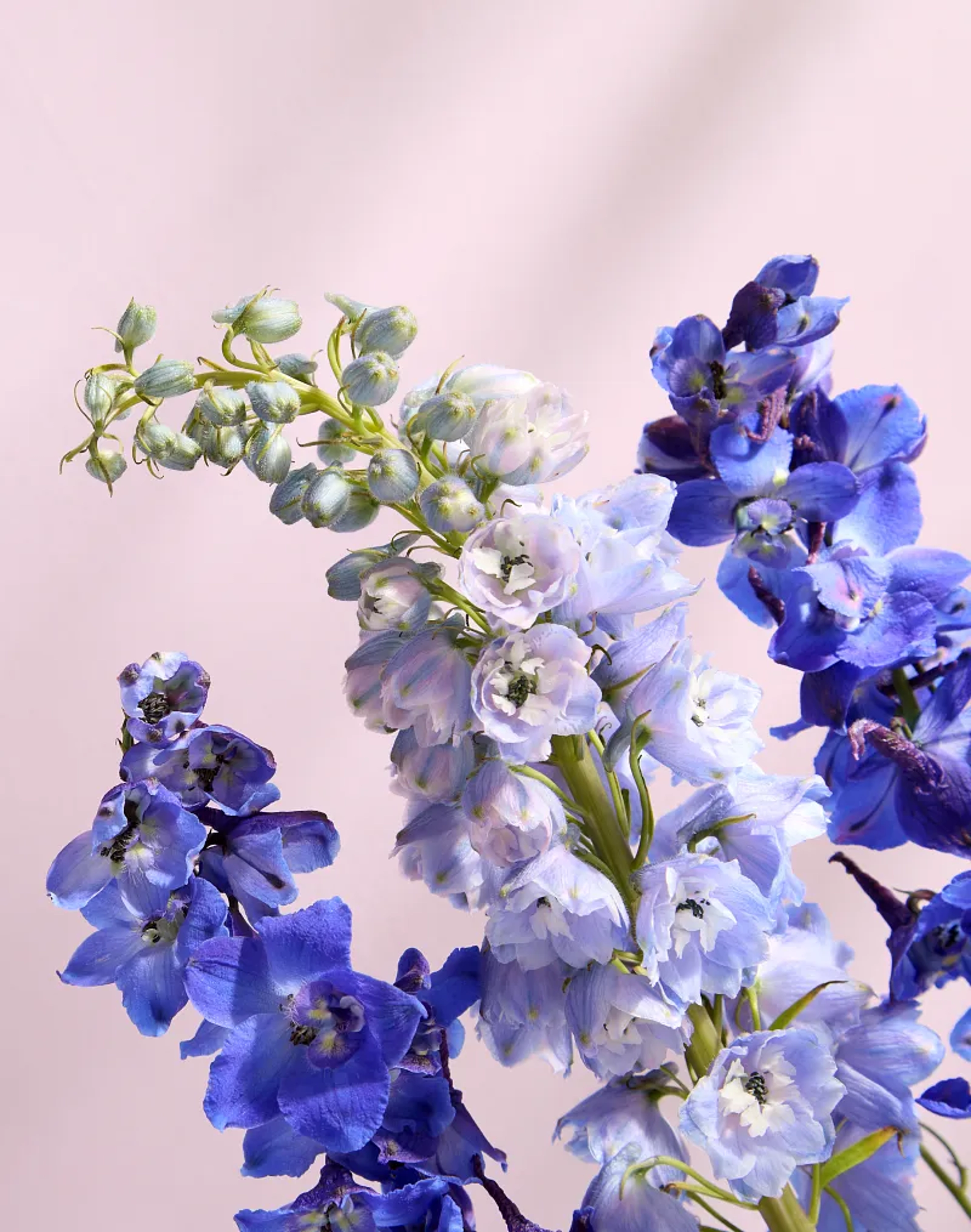Flower of the Year Delphinium: Purple and White Delphinium Flowers Infront of Pink Background
