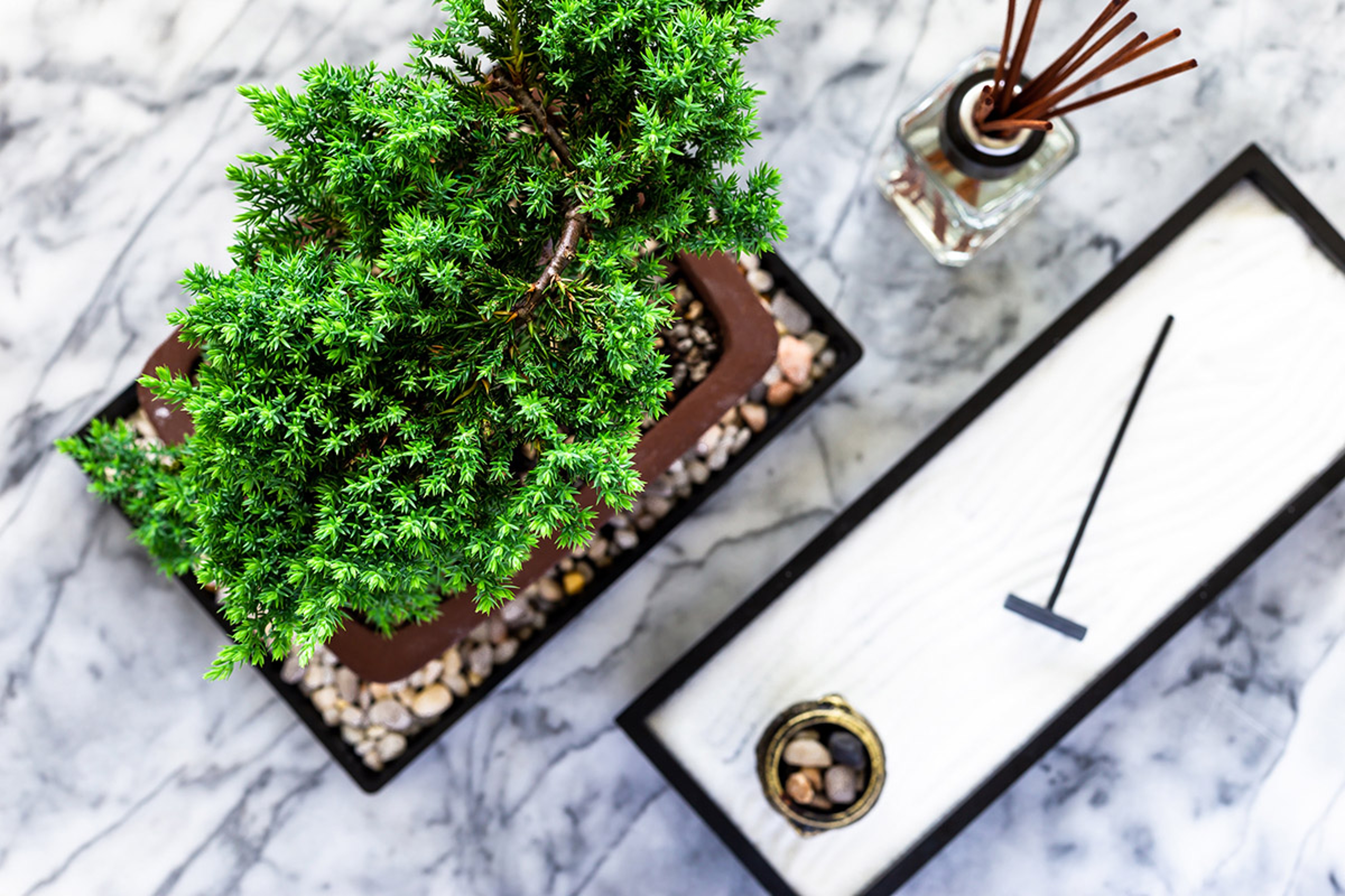 types of bonsai trees bonsai care