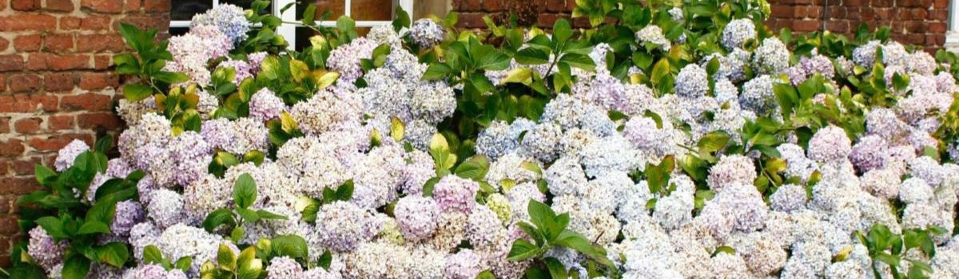 autumn flowers with hydrangeas