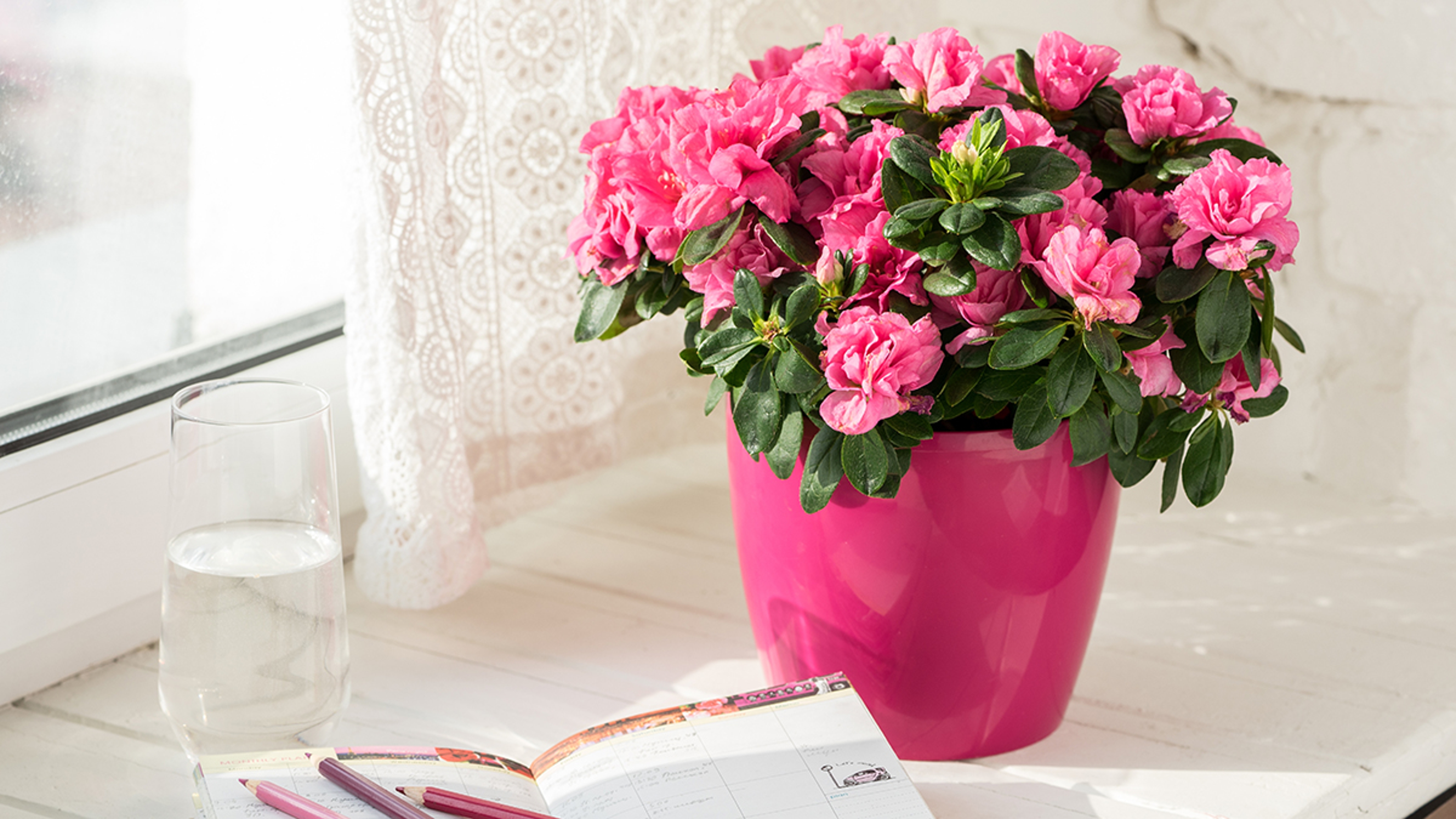 blooming pink azalea in pink flowerpot notebook, pencils, glass