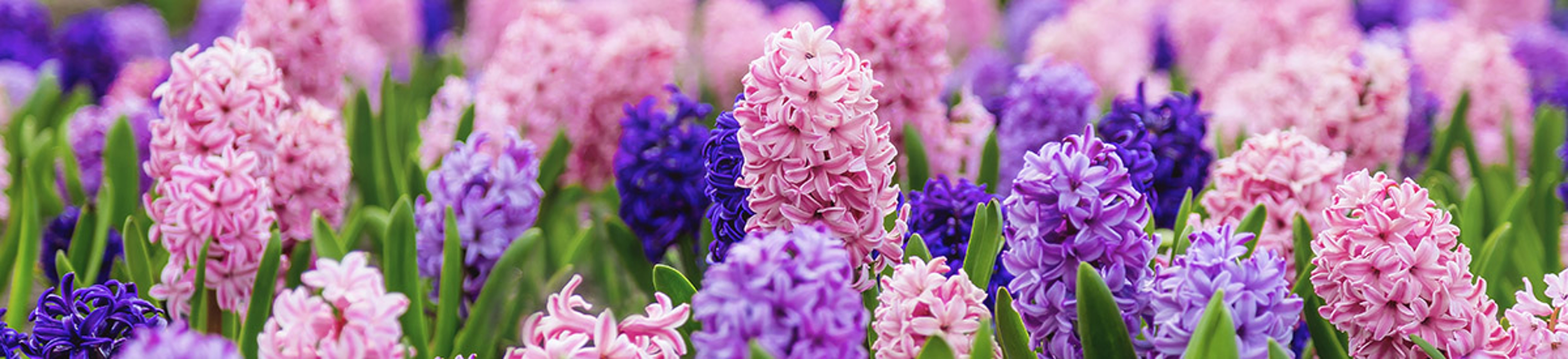 Large flower bed with multi colored hyacinths, traditional easter flowers, flower background, easter background