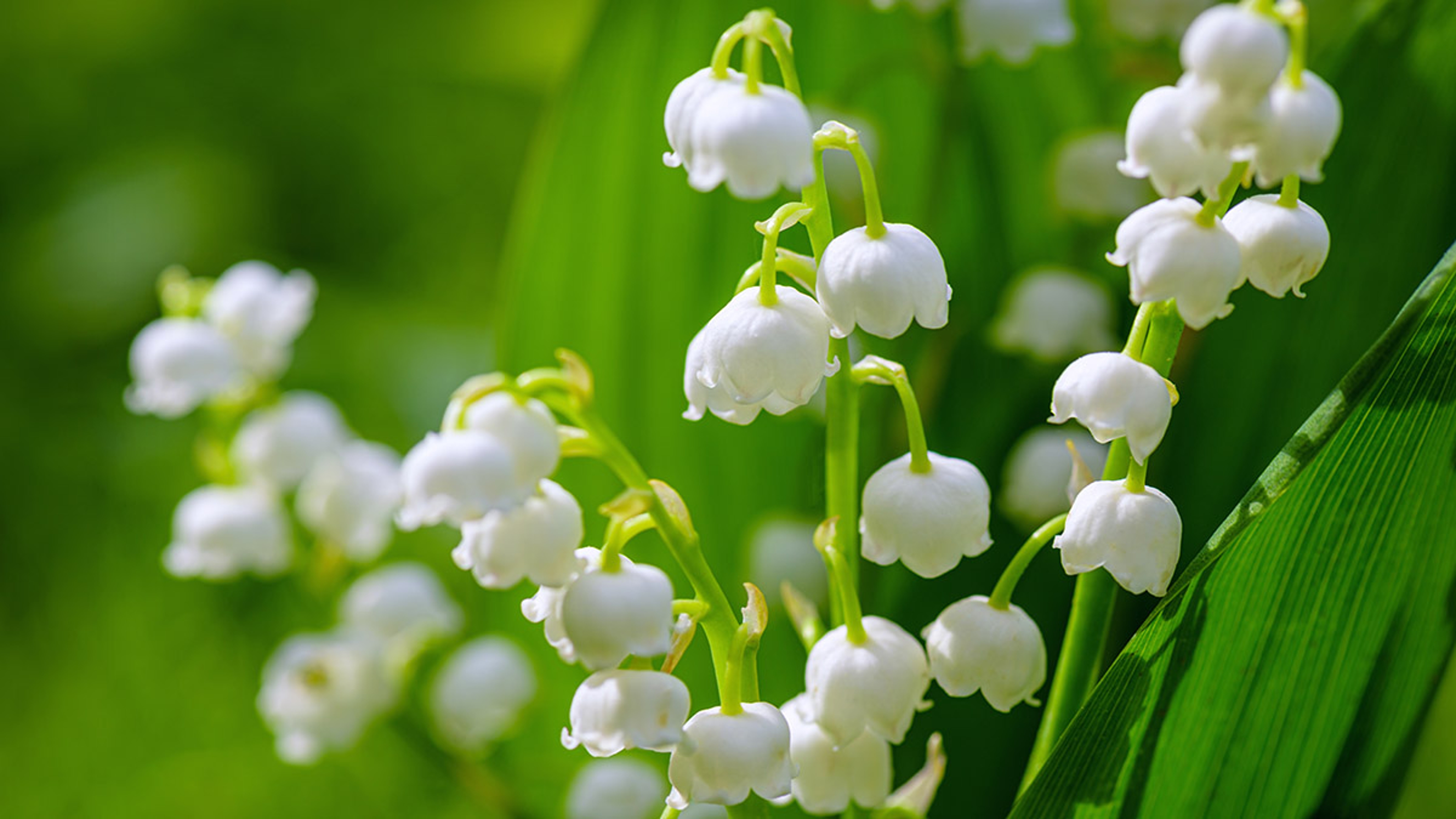 Article Cards Featured Image Flower Spring Sun White Green Background Horizontal. Spring flower lily of the valley. Lily of the valley. Ecological background Blooming lily of the valley green grass background in the sunlight.