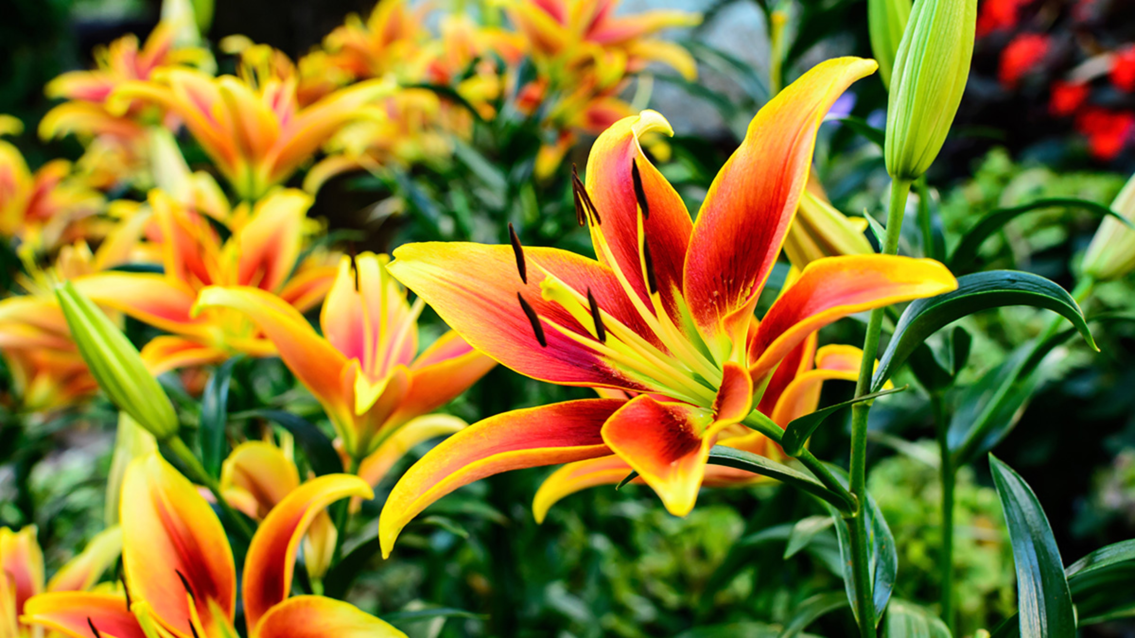 orange and yellow Asiatic Lily flowers blooming