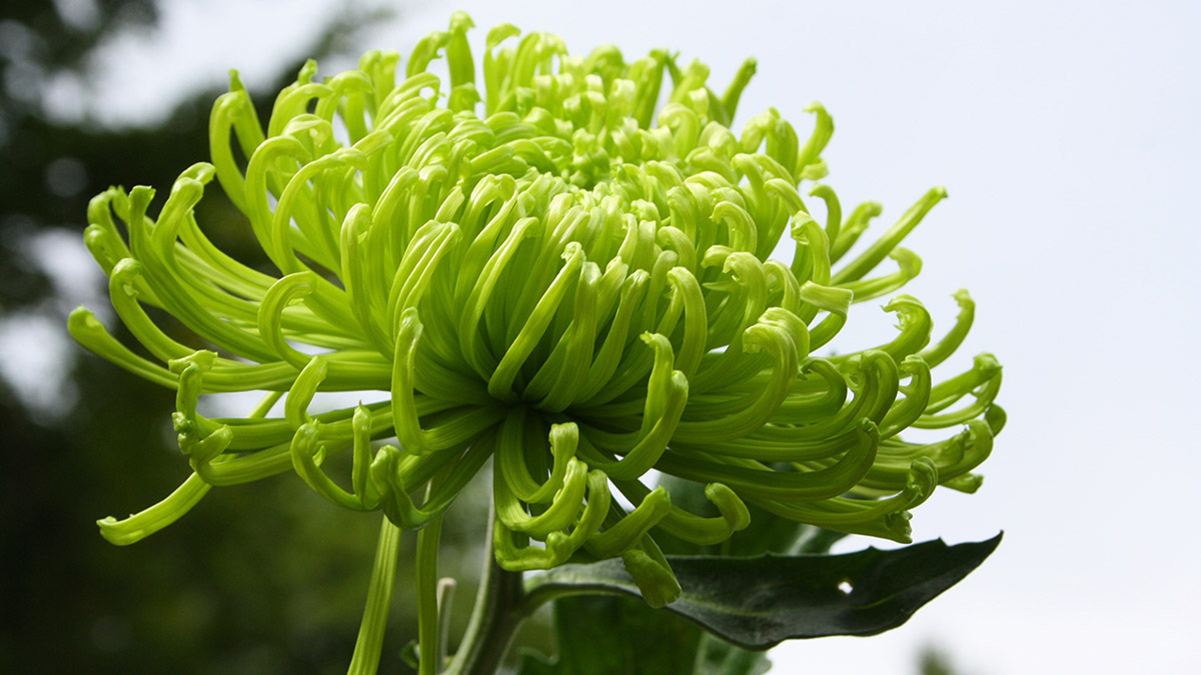 grüne Chrysantheme Blüte