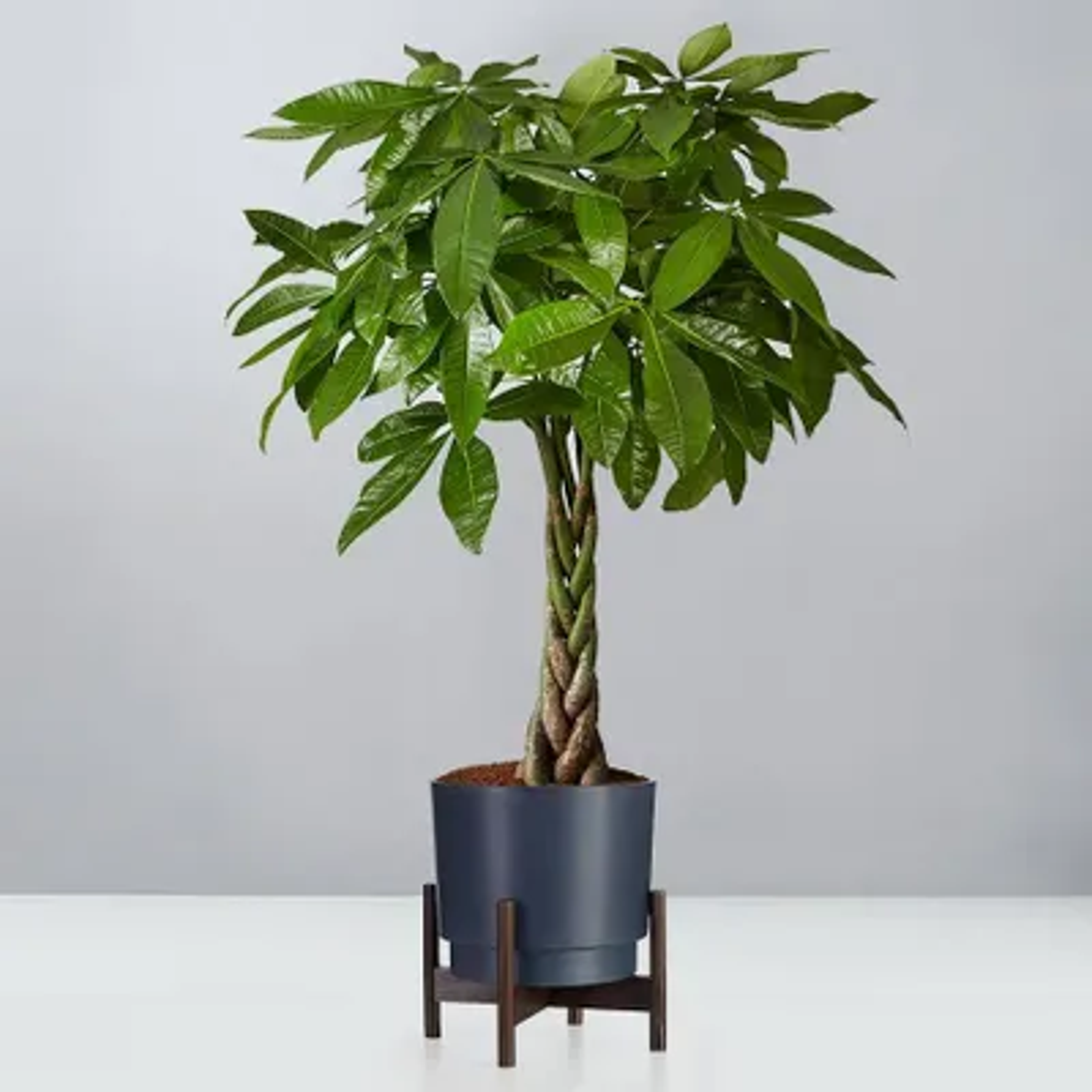 Money Tree Floor Plant