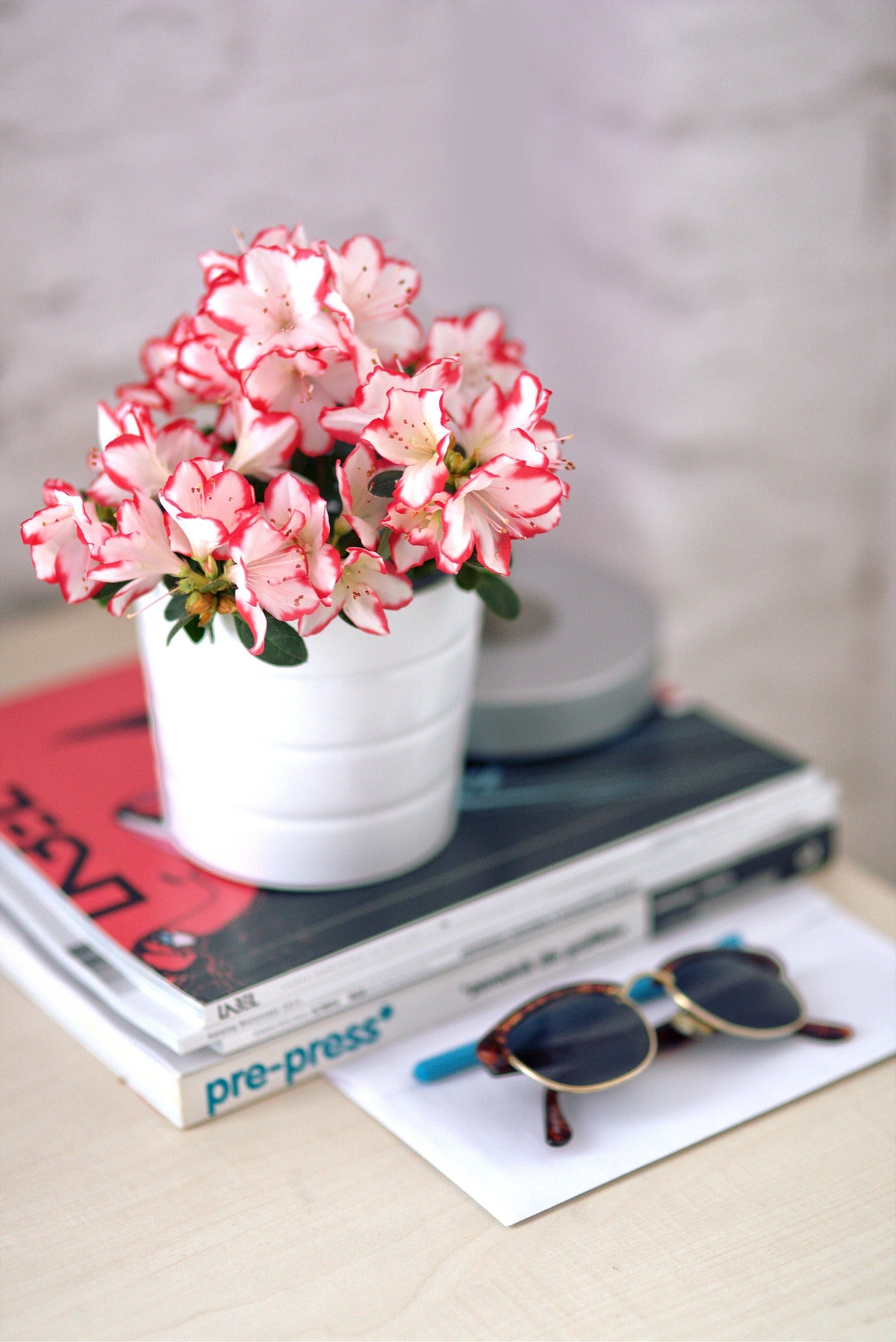 Potted Azaleas