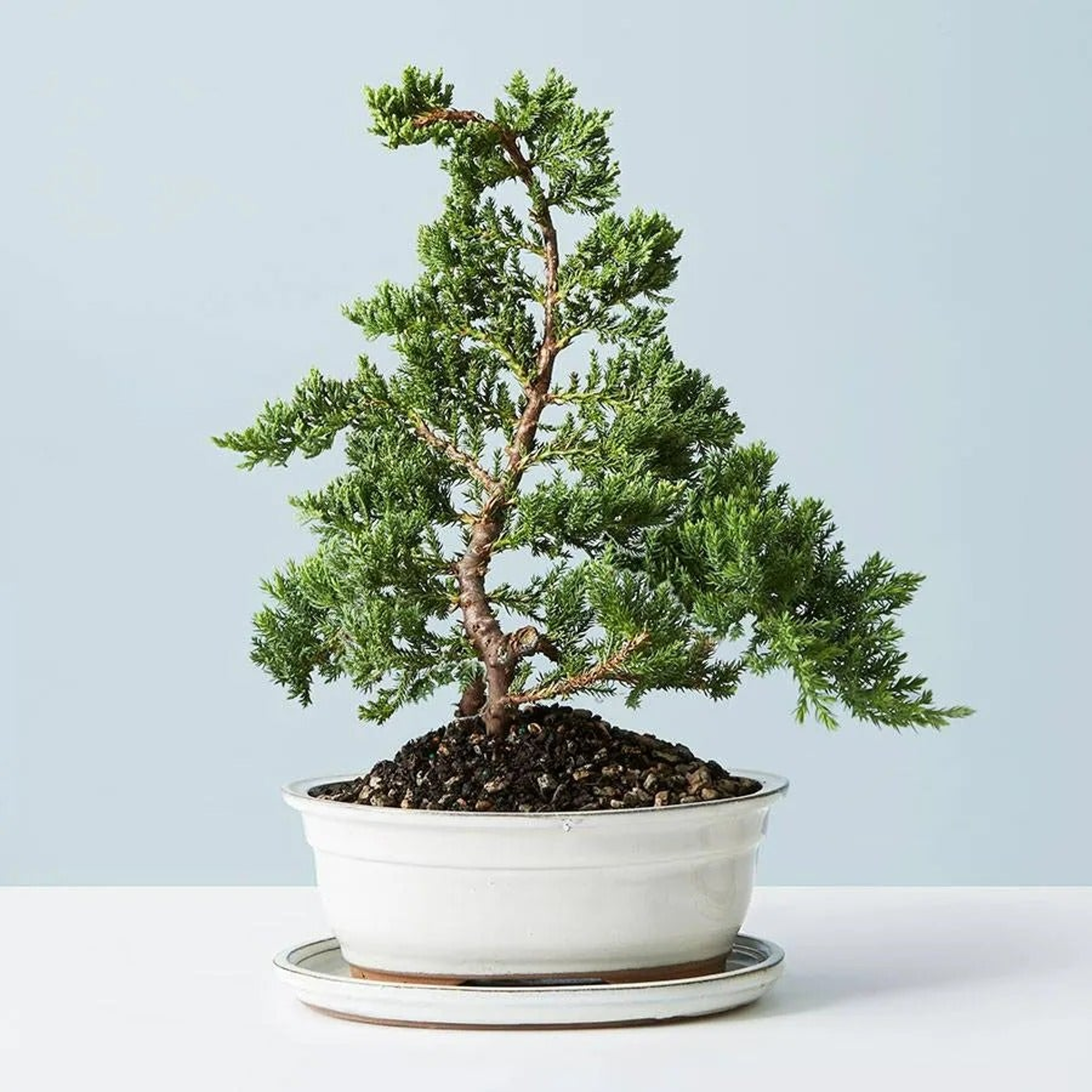 Juniper Bonsai Tree