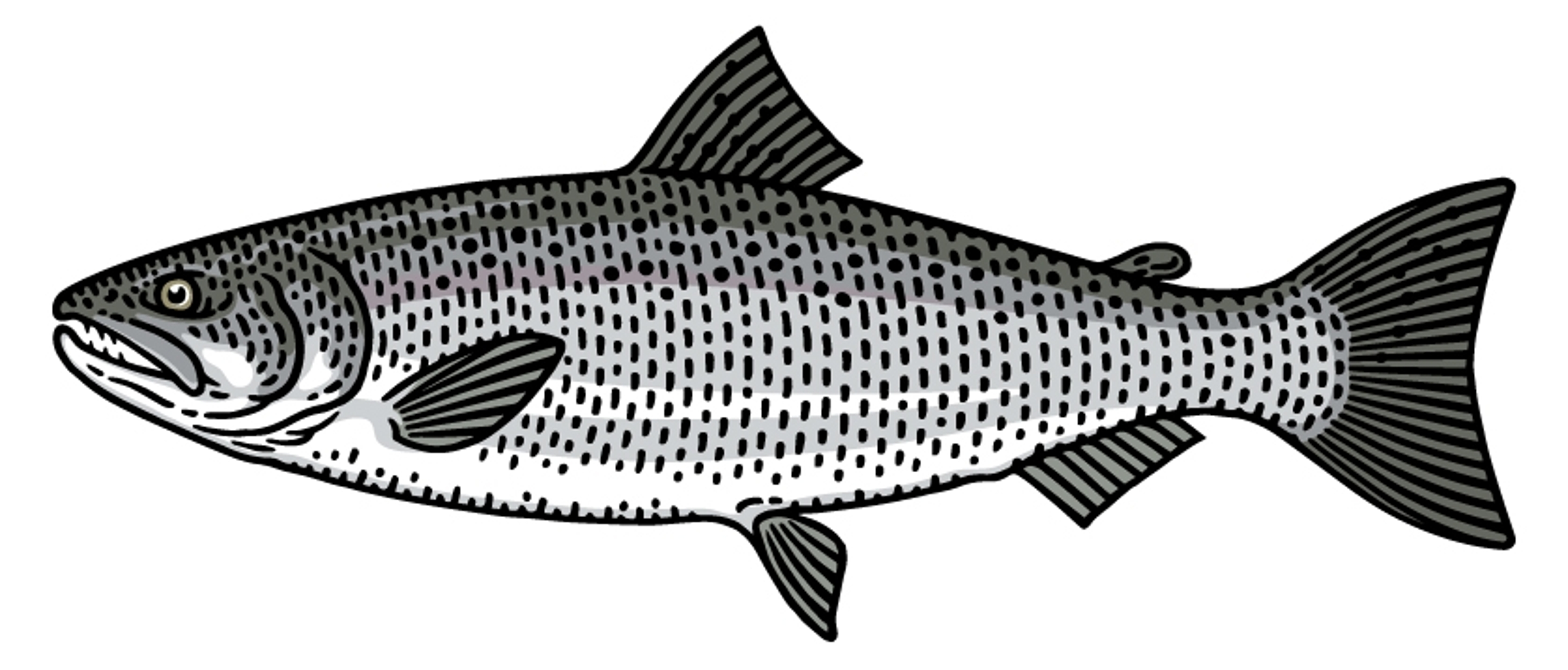 Coho Salmon illustration