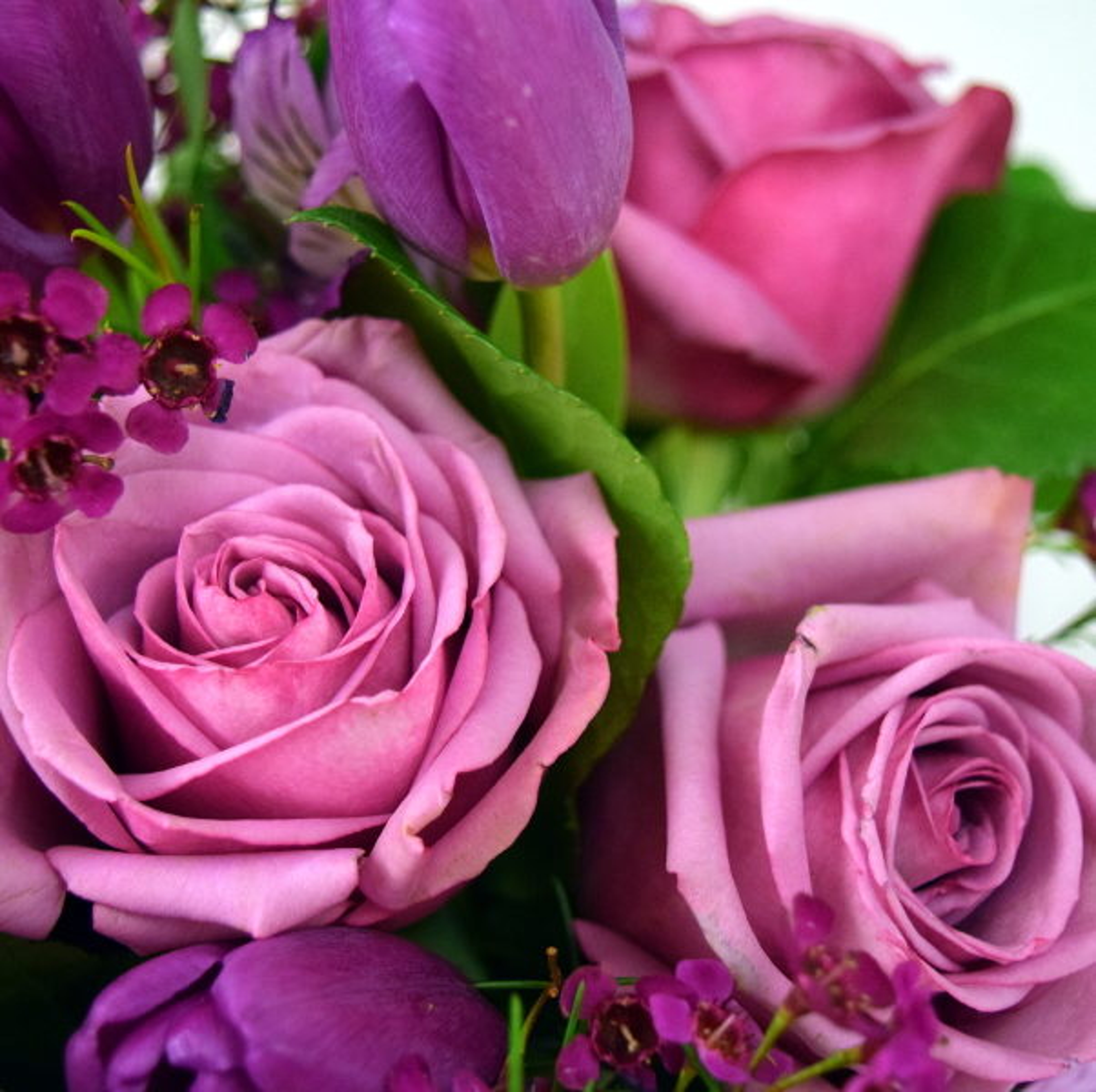 purple roses