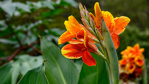 Types of Orange Flowers | Petal Talk