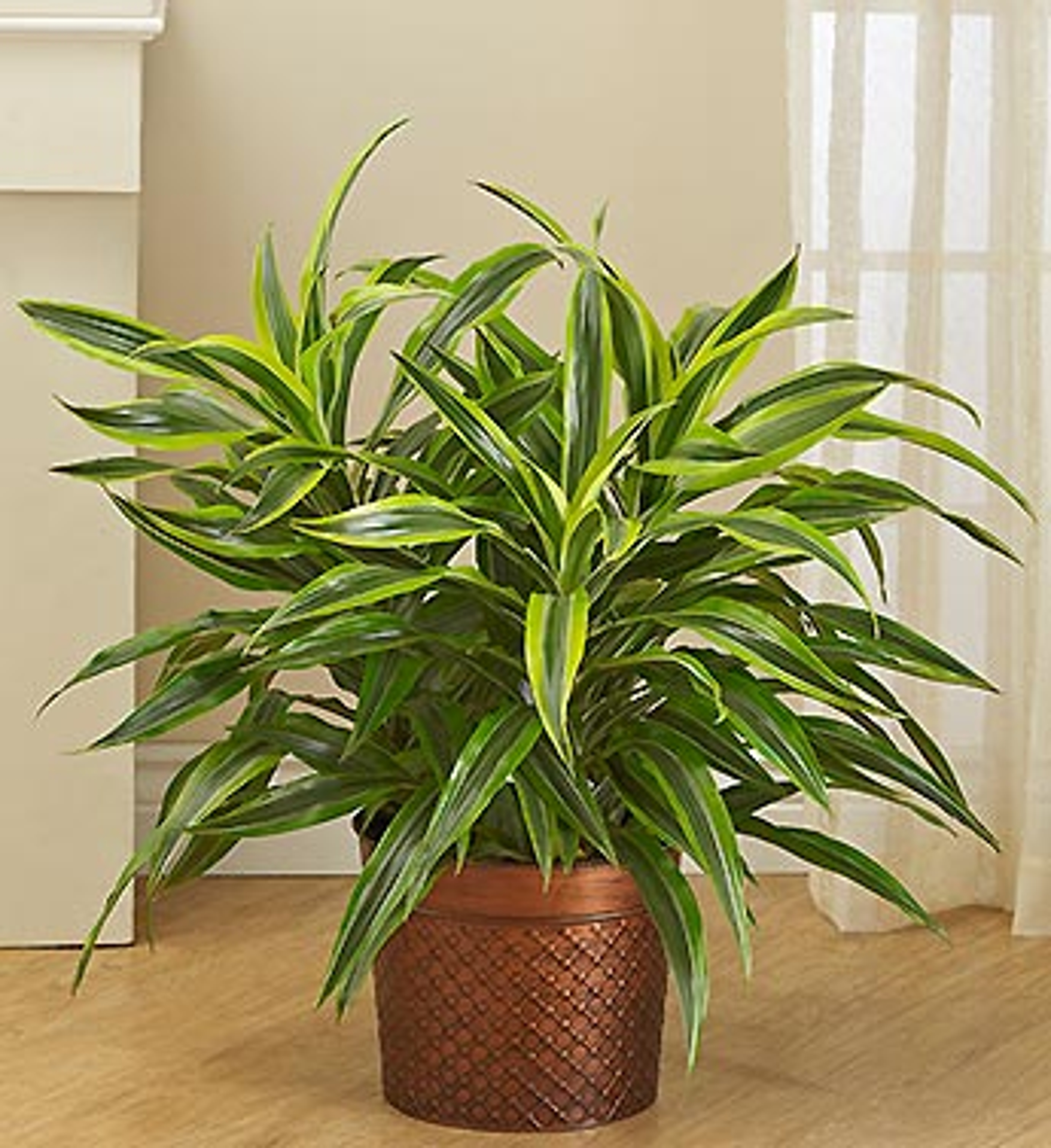 How to care for large plants during winter.