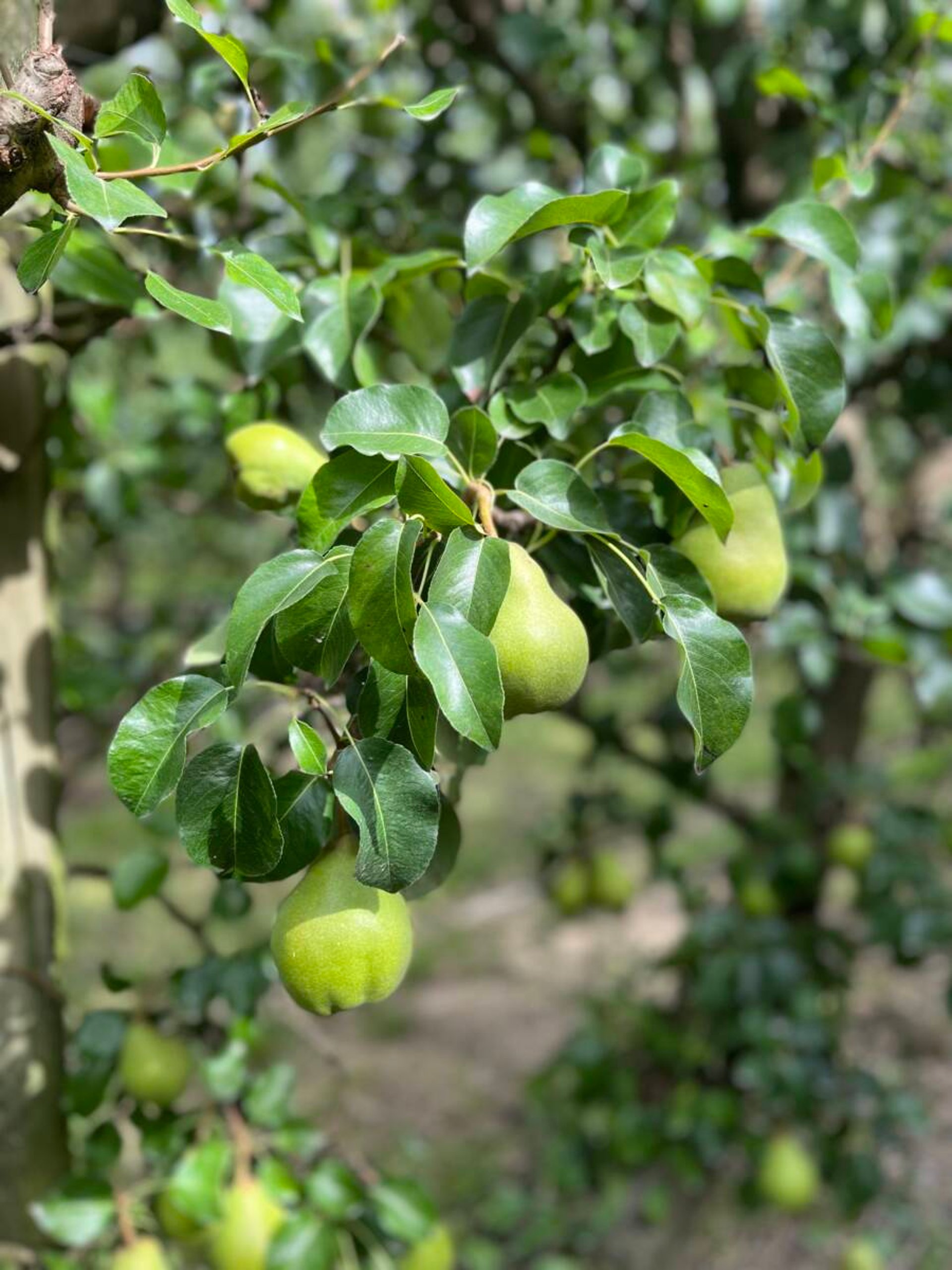 Angers, France Royal Riviera Pears | The Table by Harry & David