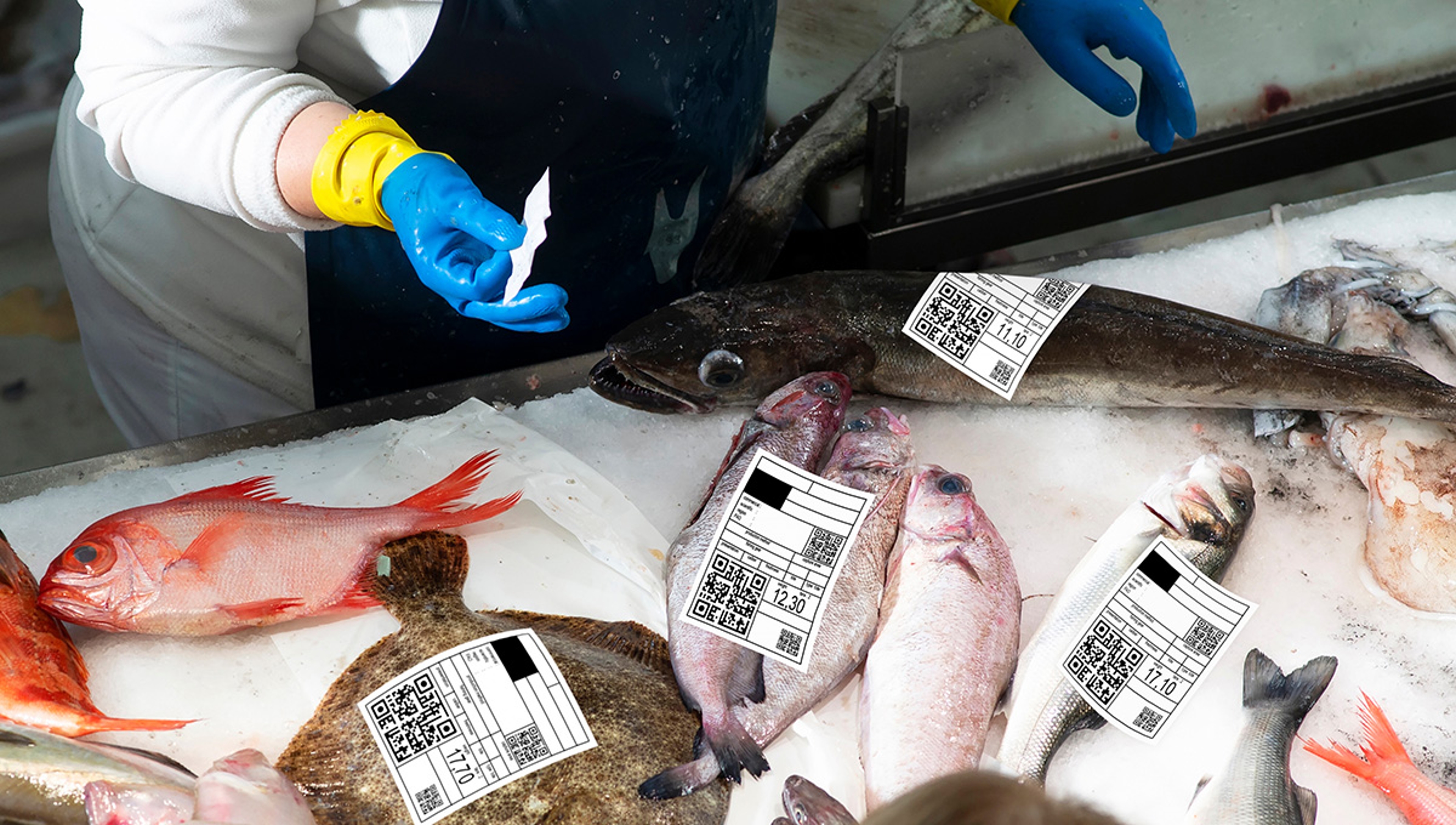 Article Cards Featured Image fishing supermarket and fishes with labels with qr code to sho