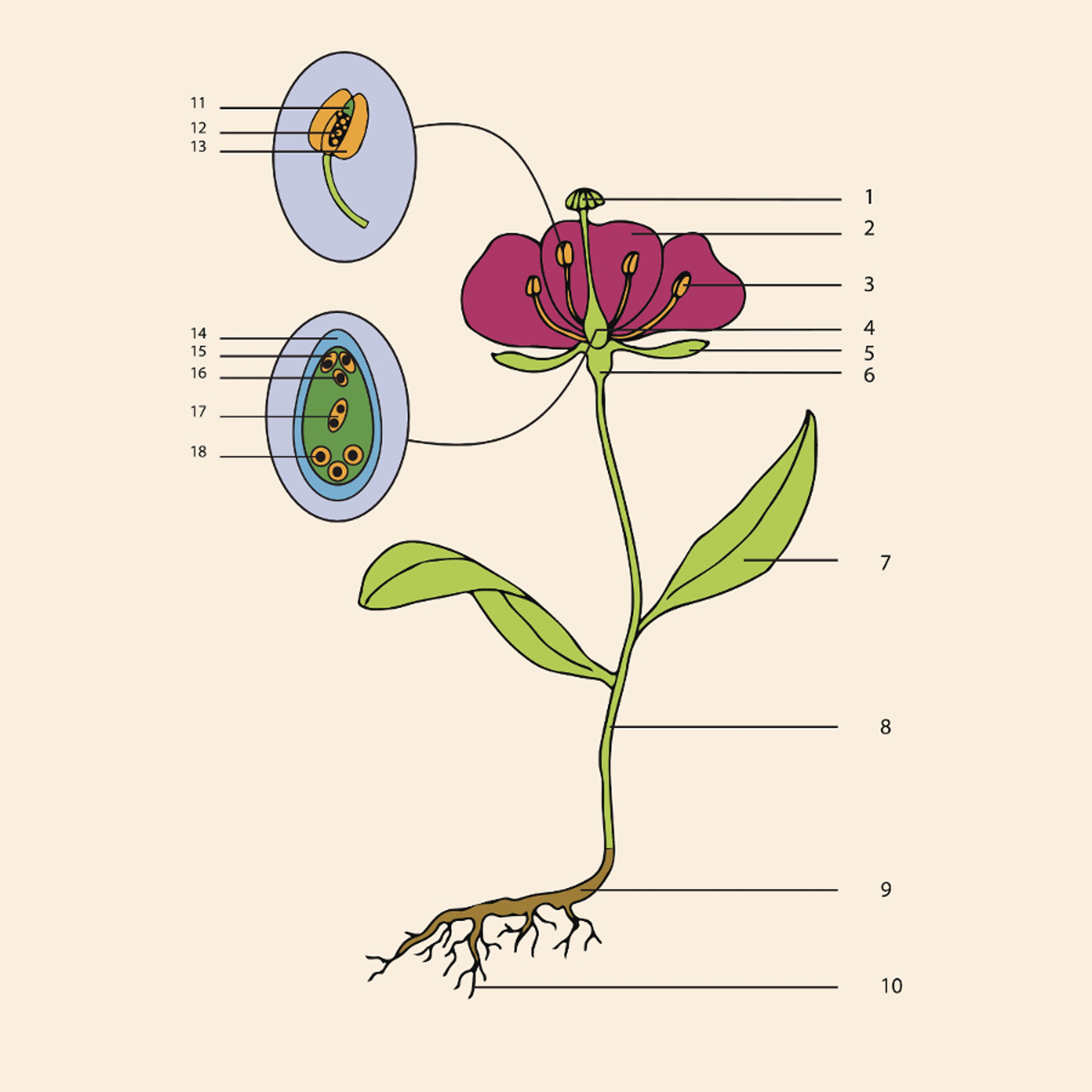 flower anatomy blank