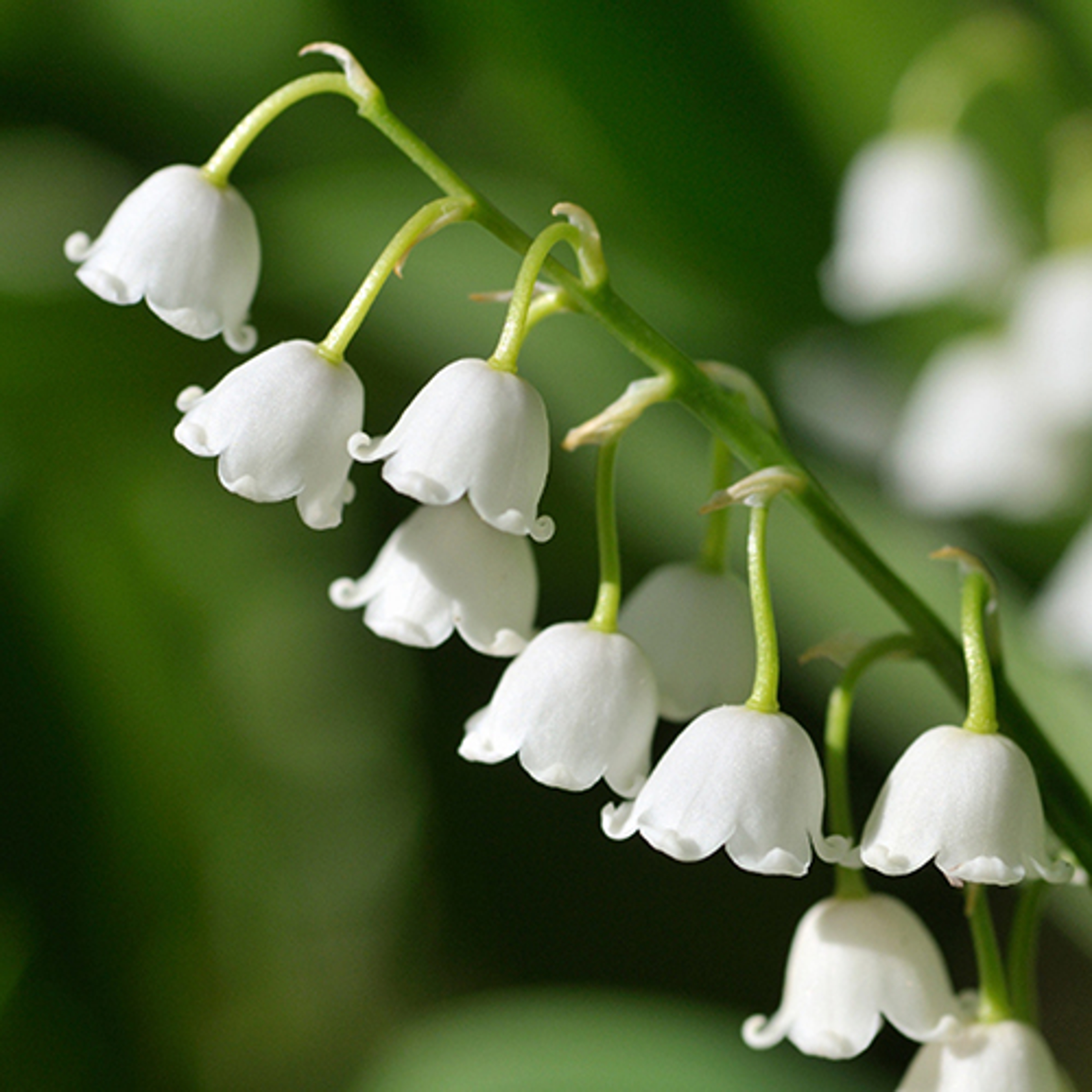 birth flowers lily of the valley crop