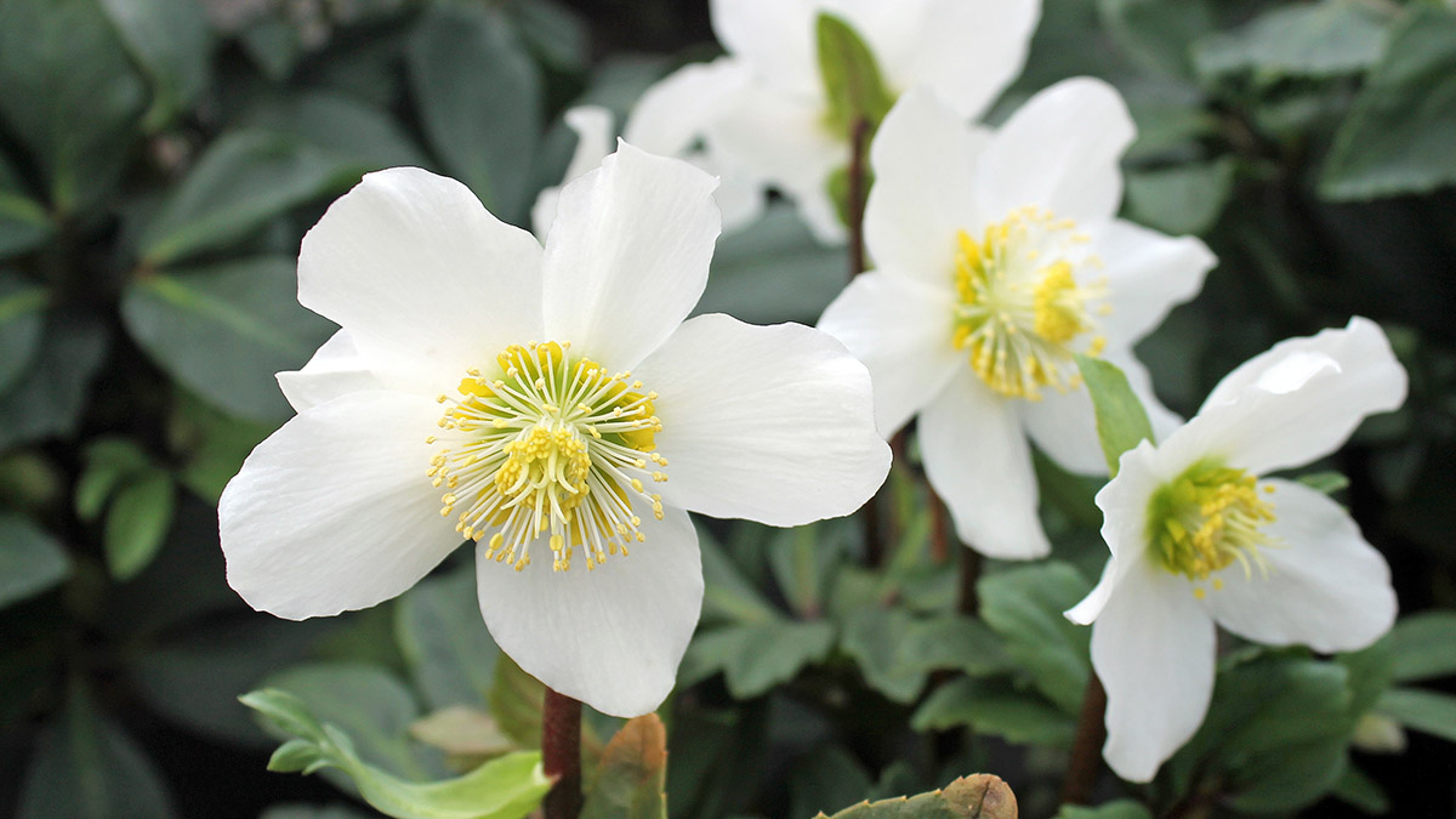 wunderschöne Christrose