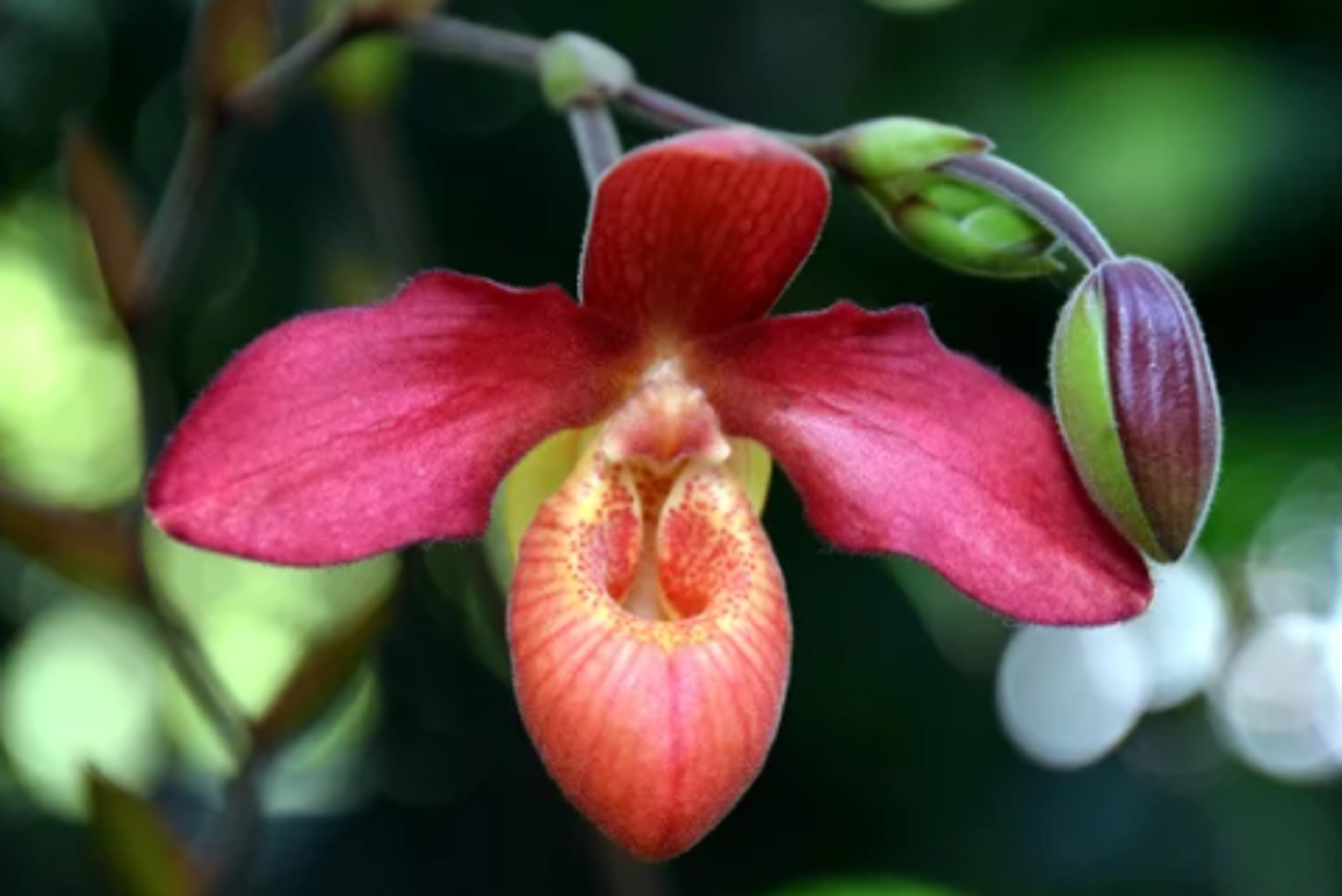 Moth Orchid blooming