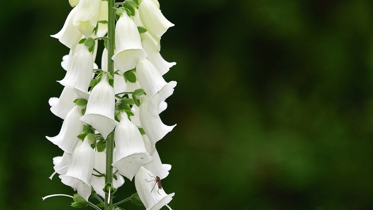 Foxglove digitalis