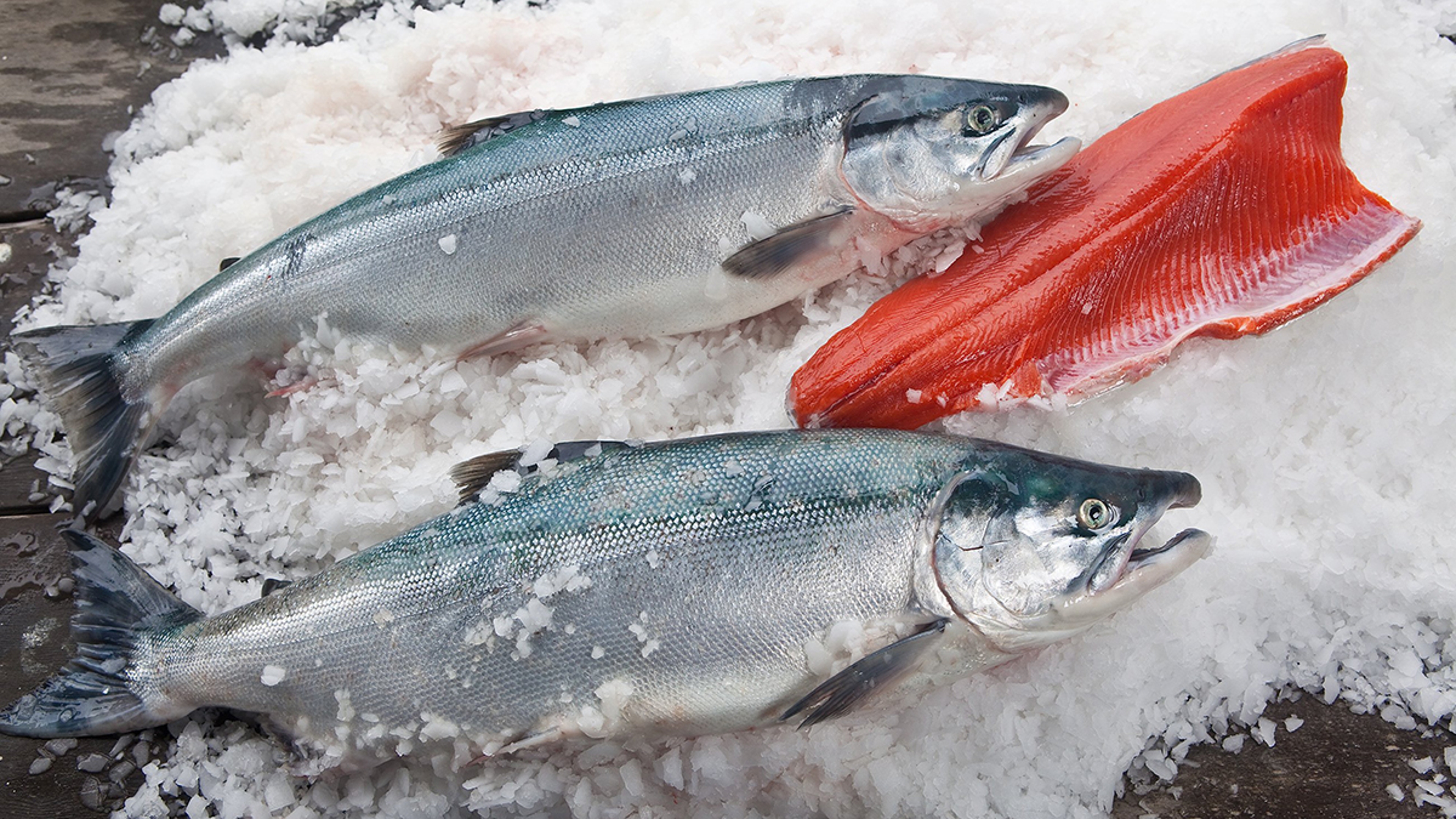 Copper River king salmon on ice.