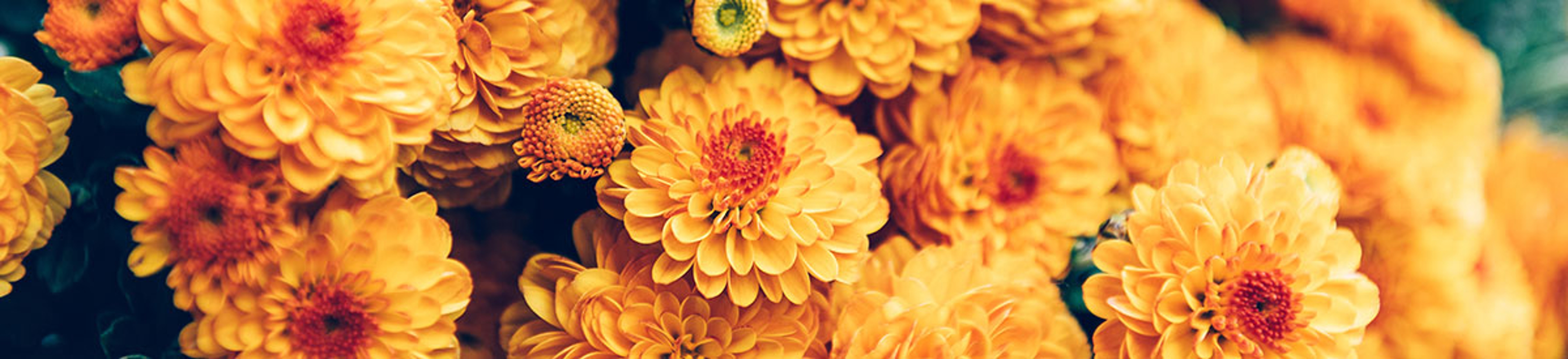 Chrysanthemums, a popular flower type pictured here, originated in China more than , years ago.