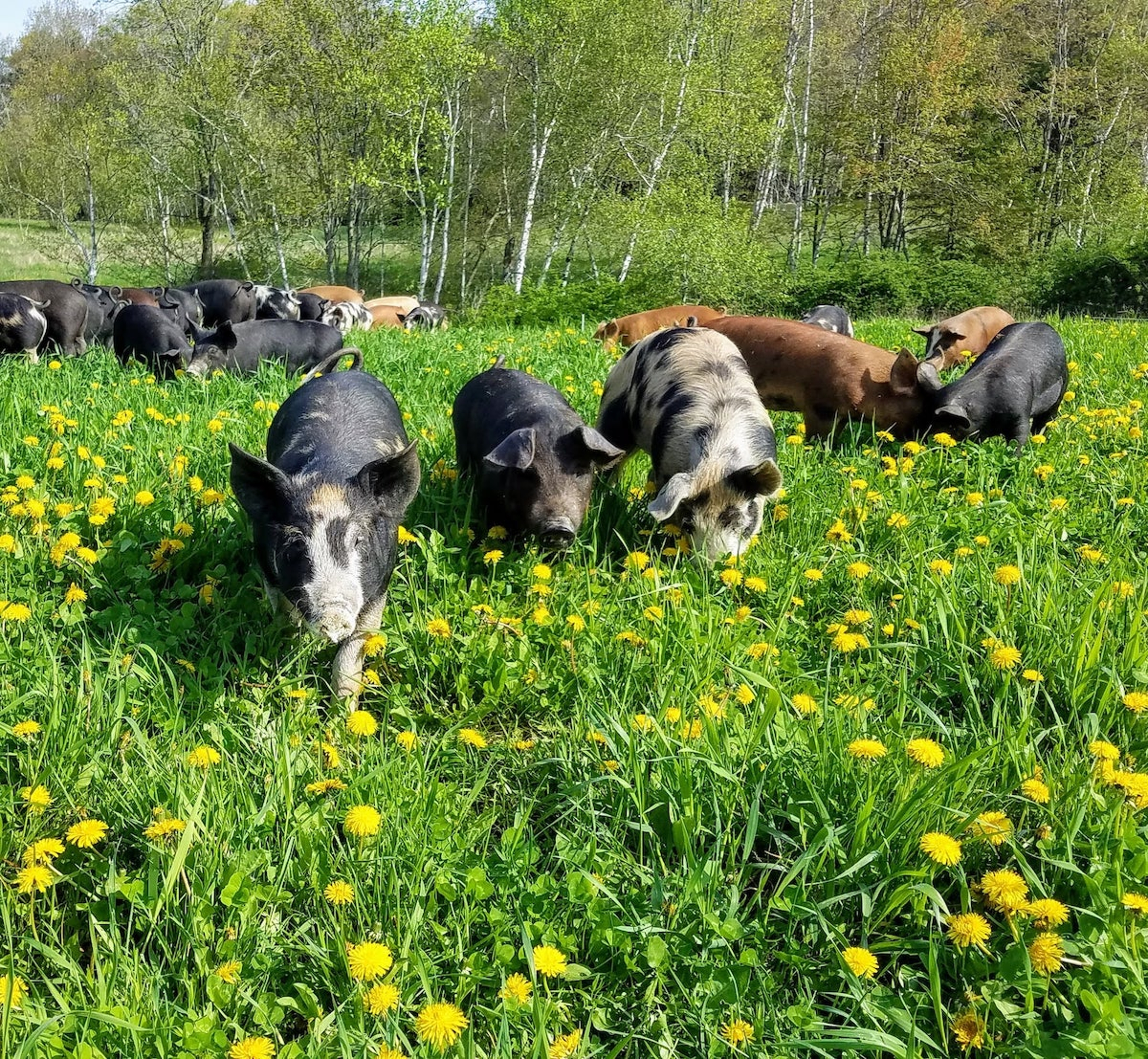 Article Cards Featured Image pigs in pasture