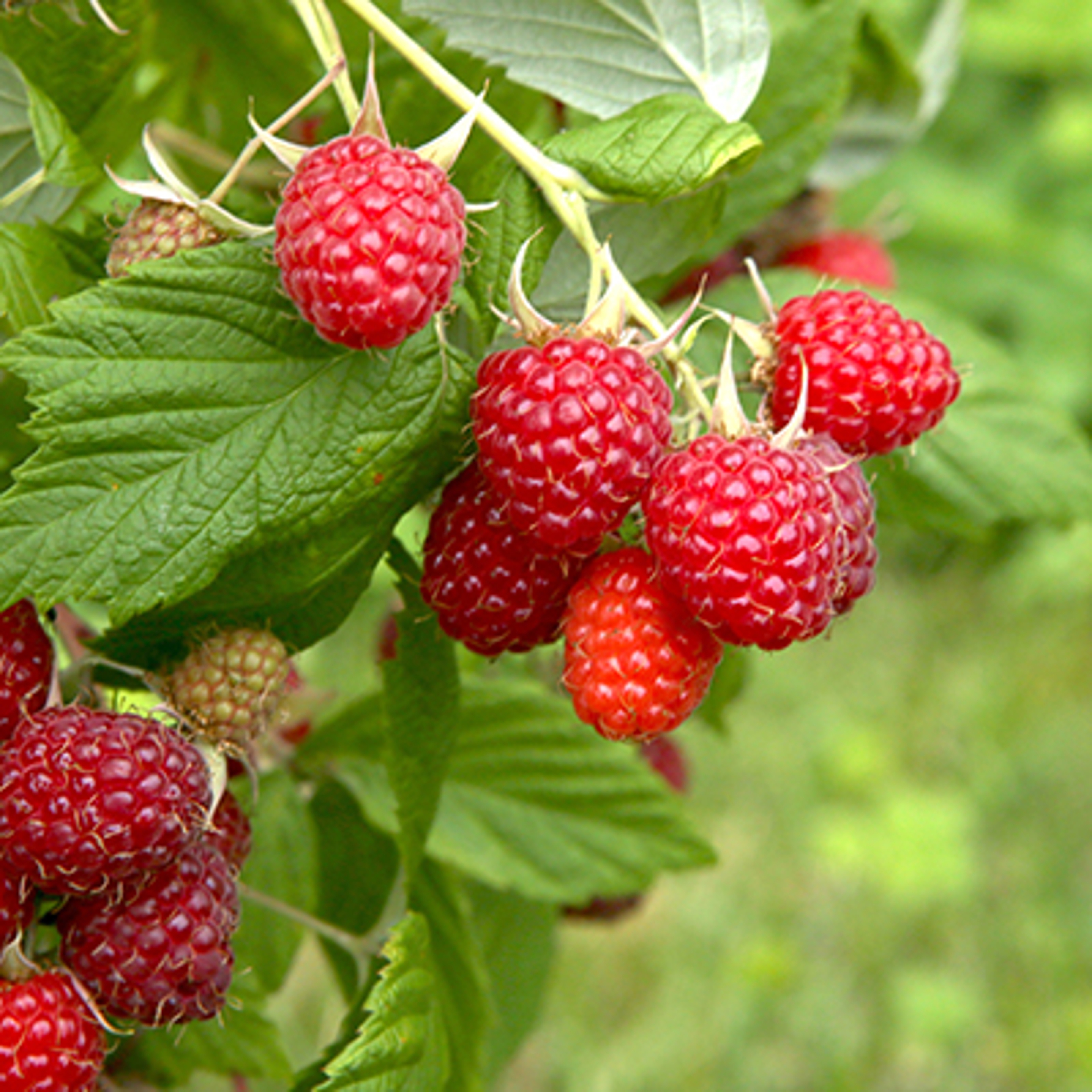 fruit of the new year raspberries