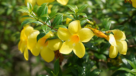 Carolina Jasmine Gelsemium sempervirens 卡羅萊納茉莉