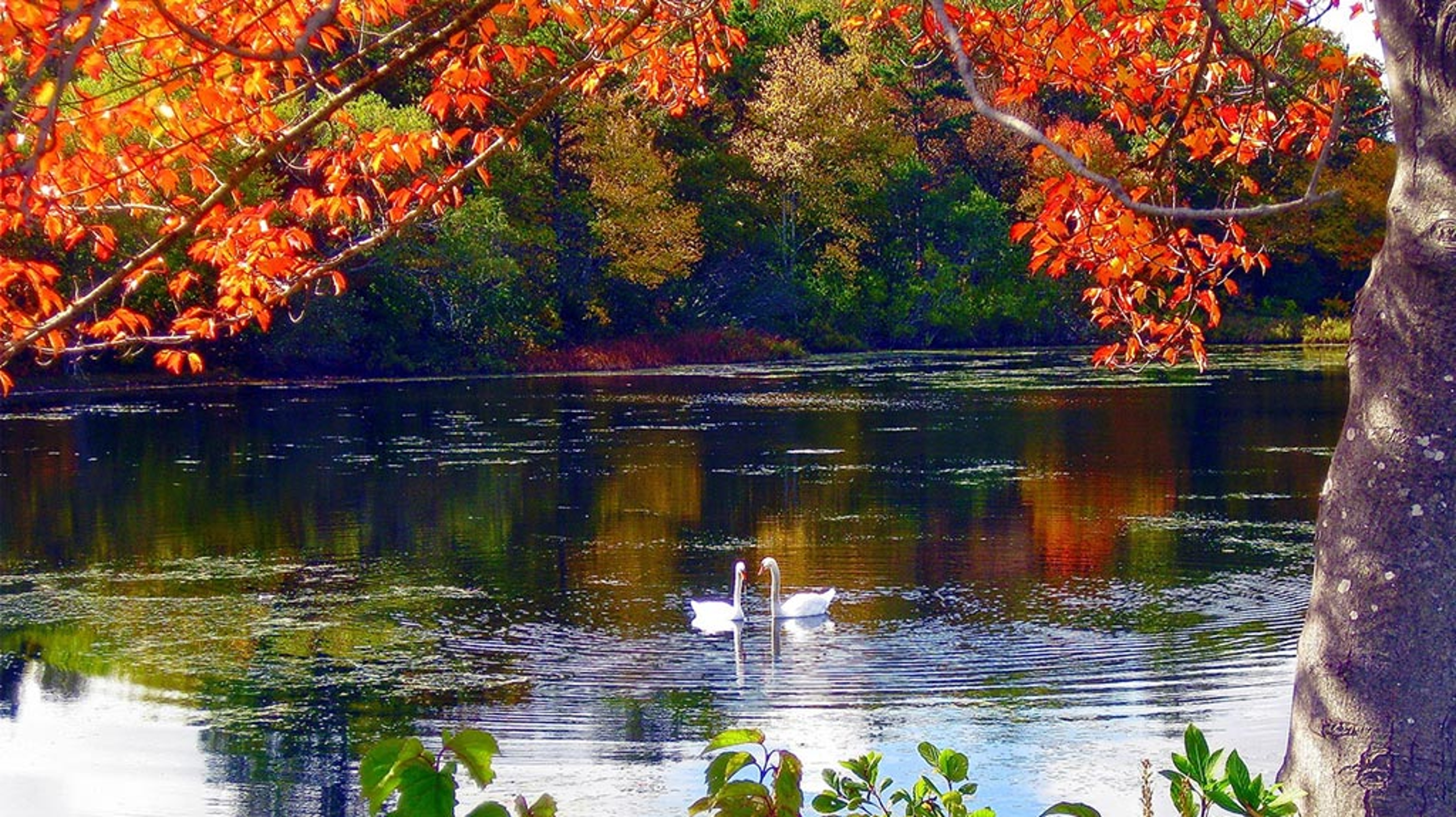 Two swans on a pond during the fall.