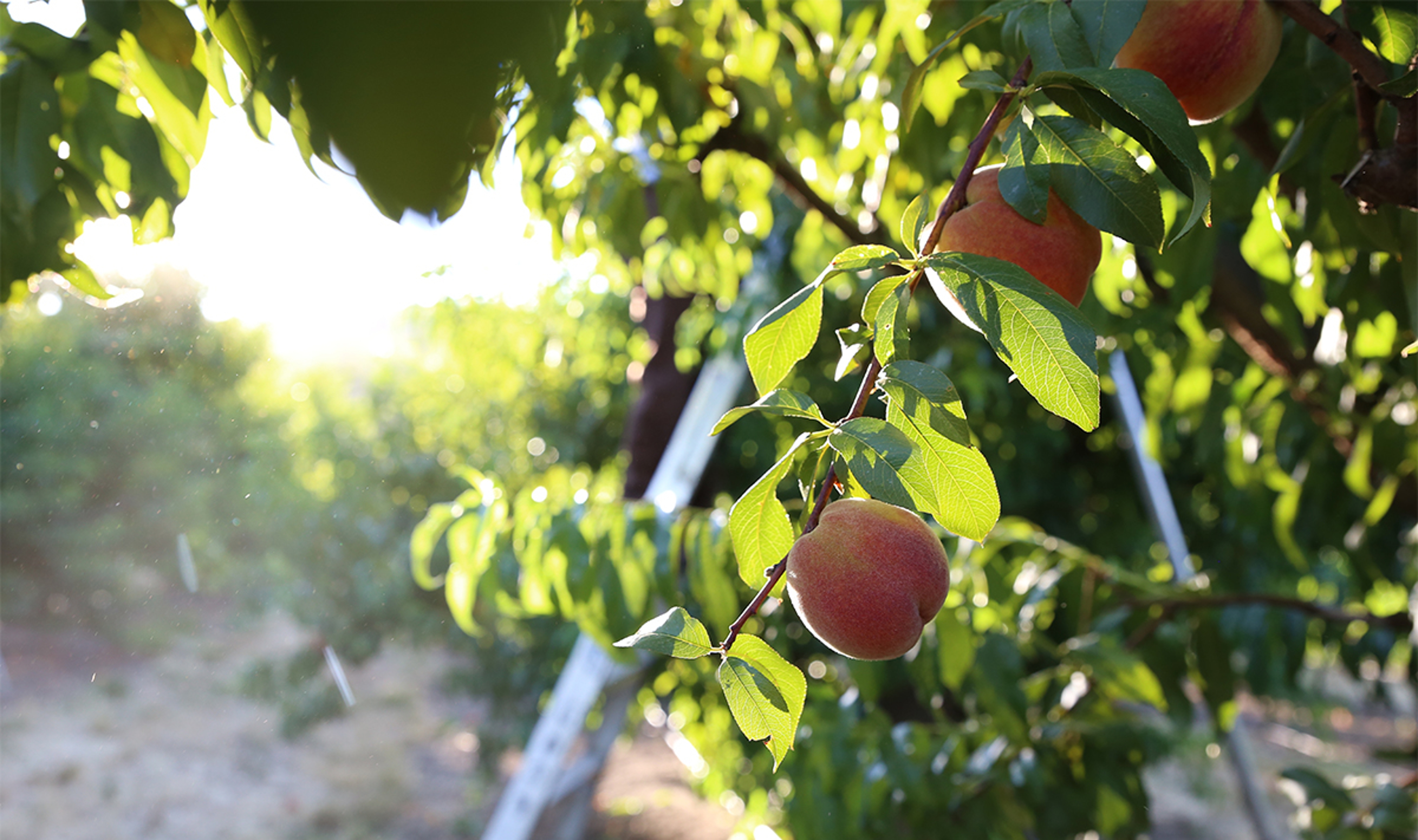 Article Cards Featured Image peach harvest