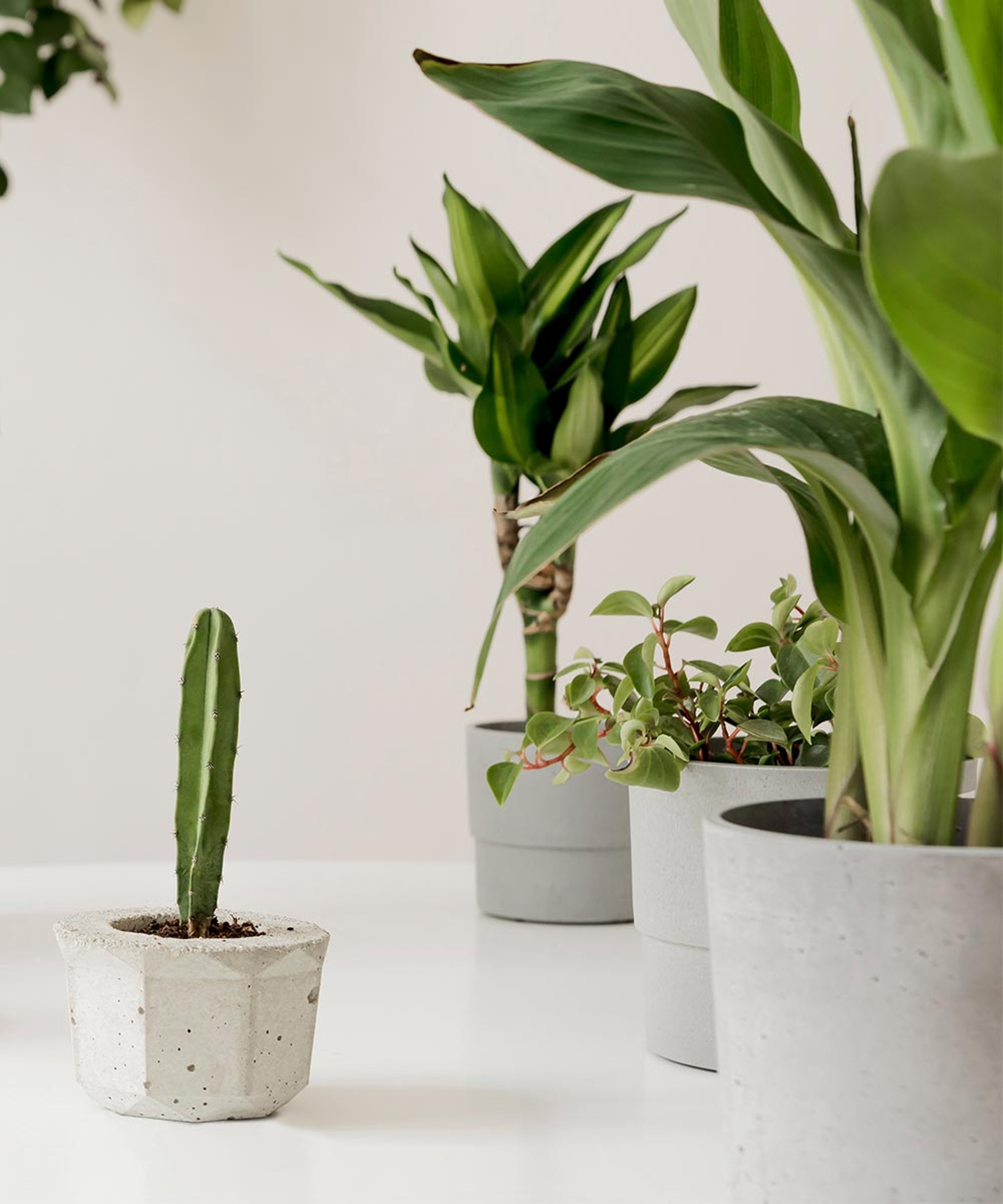 The Plant Corner