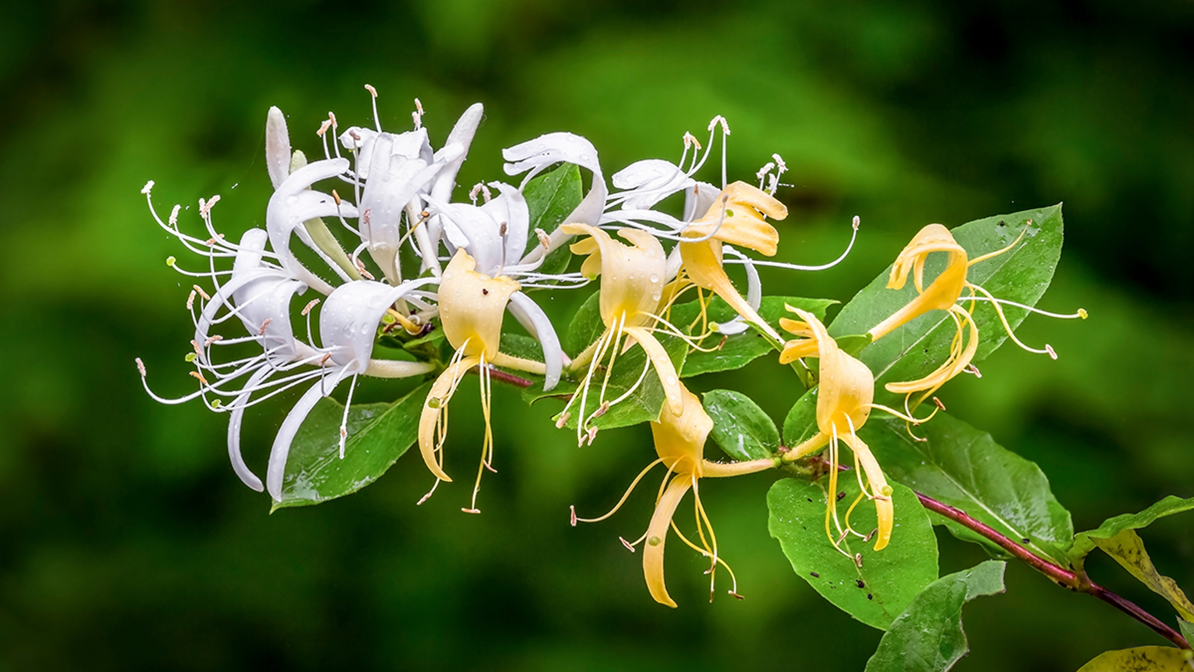 Honeysuckle flowers wet with early morning raindrops.