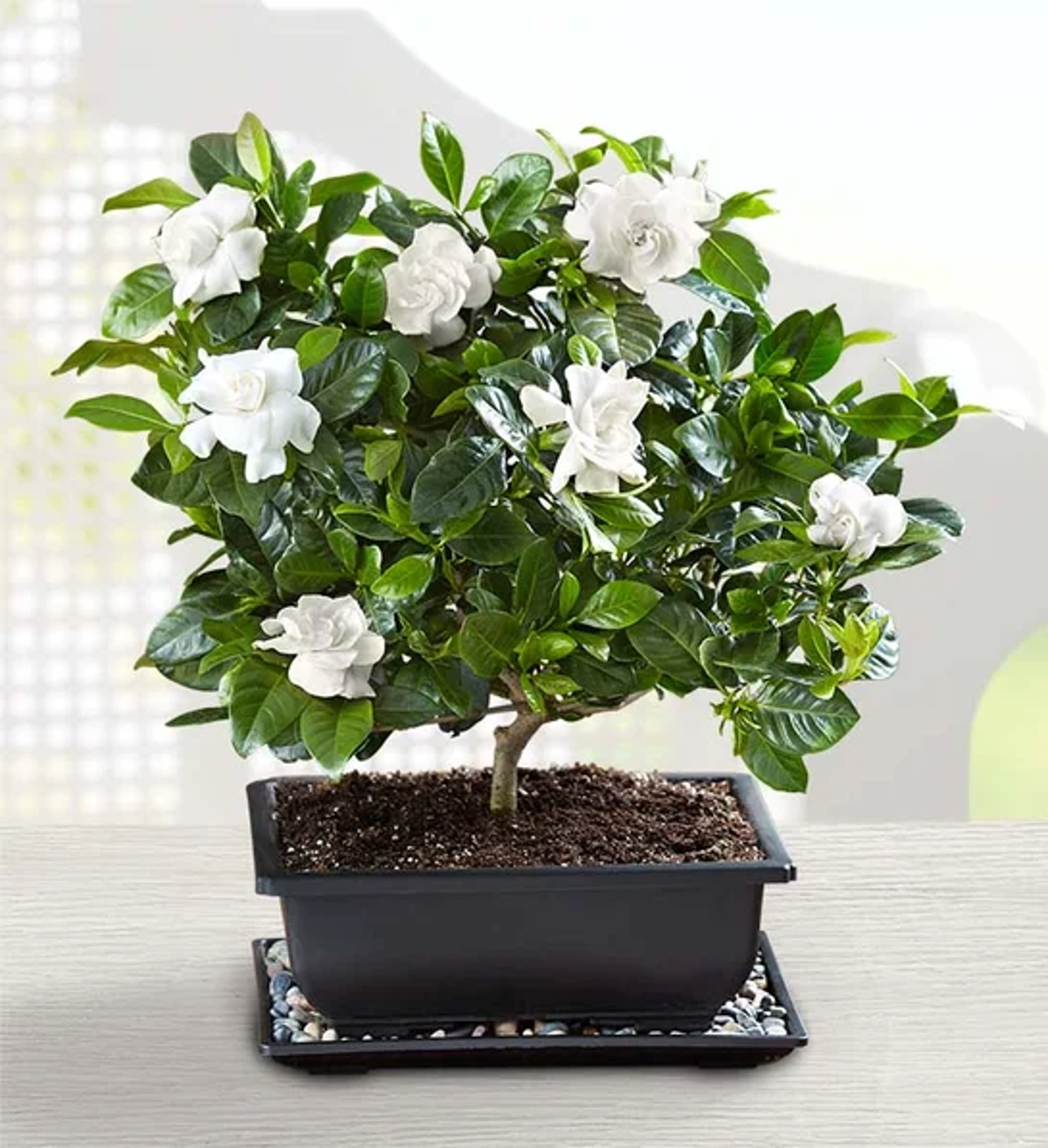 types of bonsai trees Gardenia Bonsai