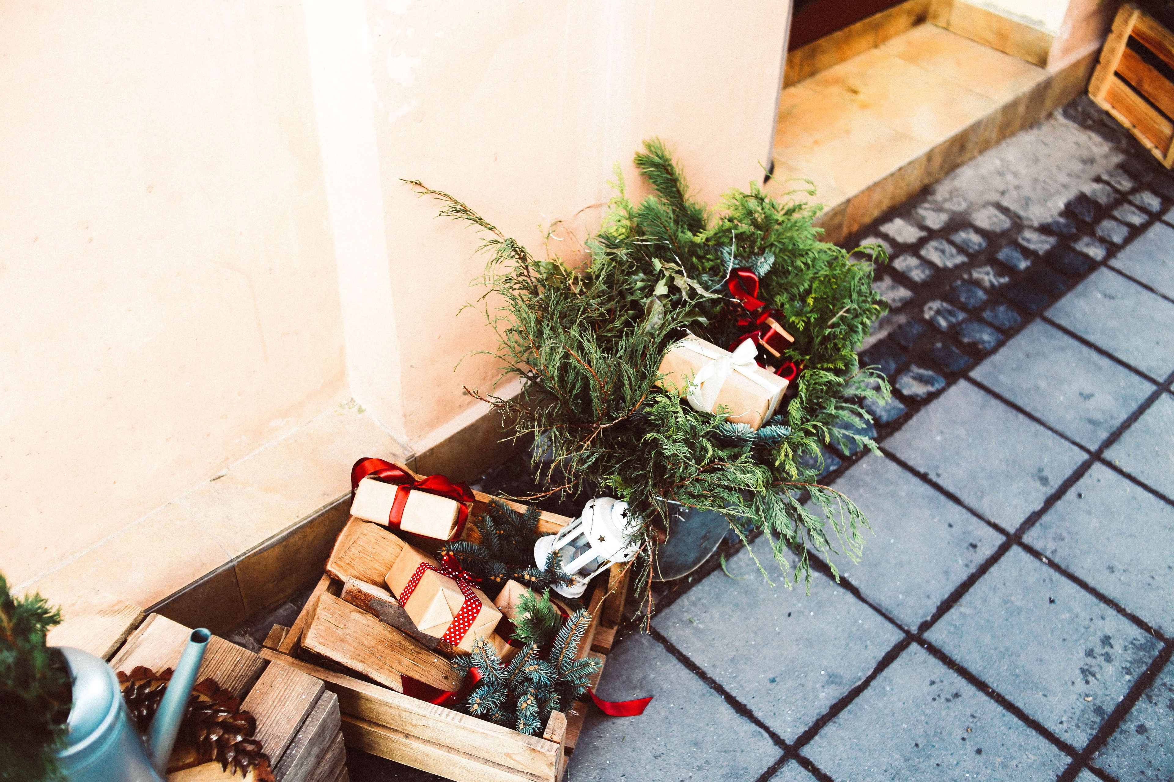 Christmas plants