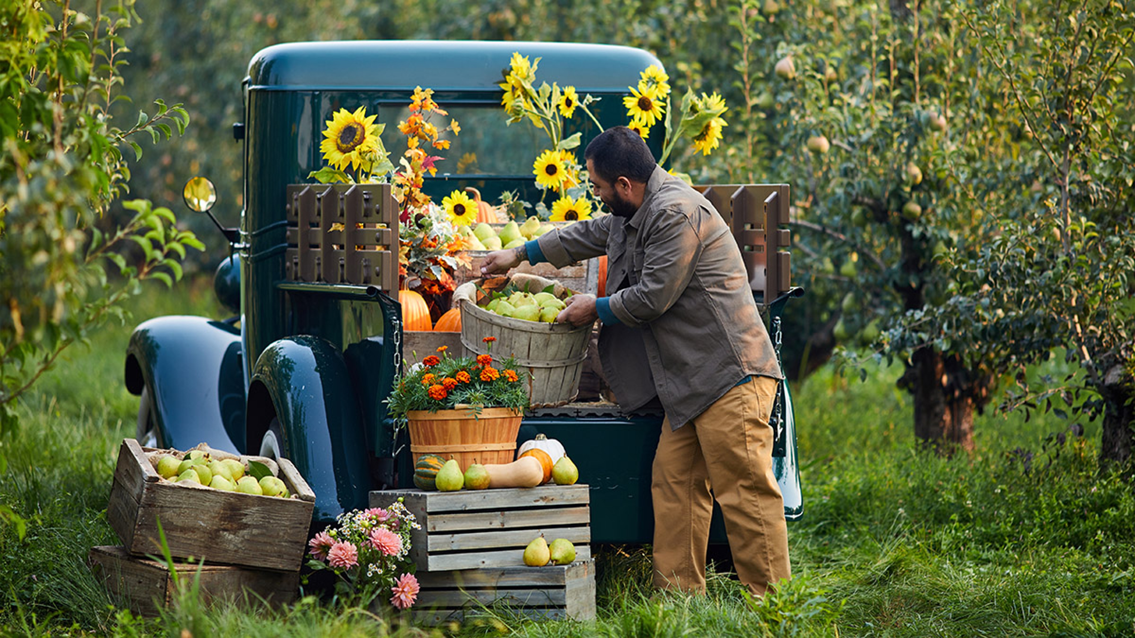 Pear harvest in the fall