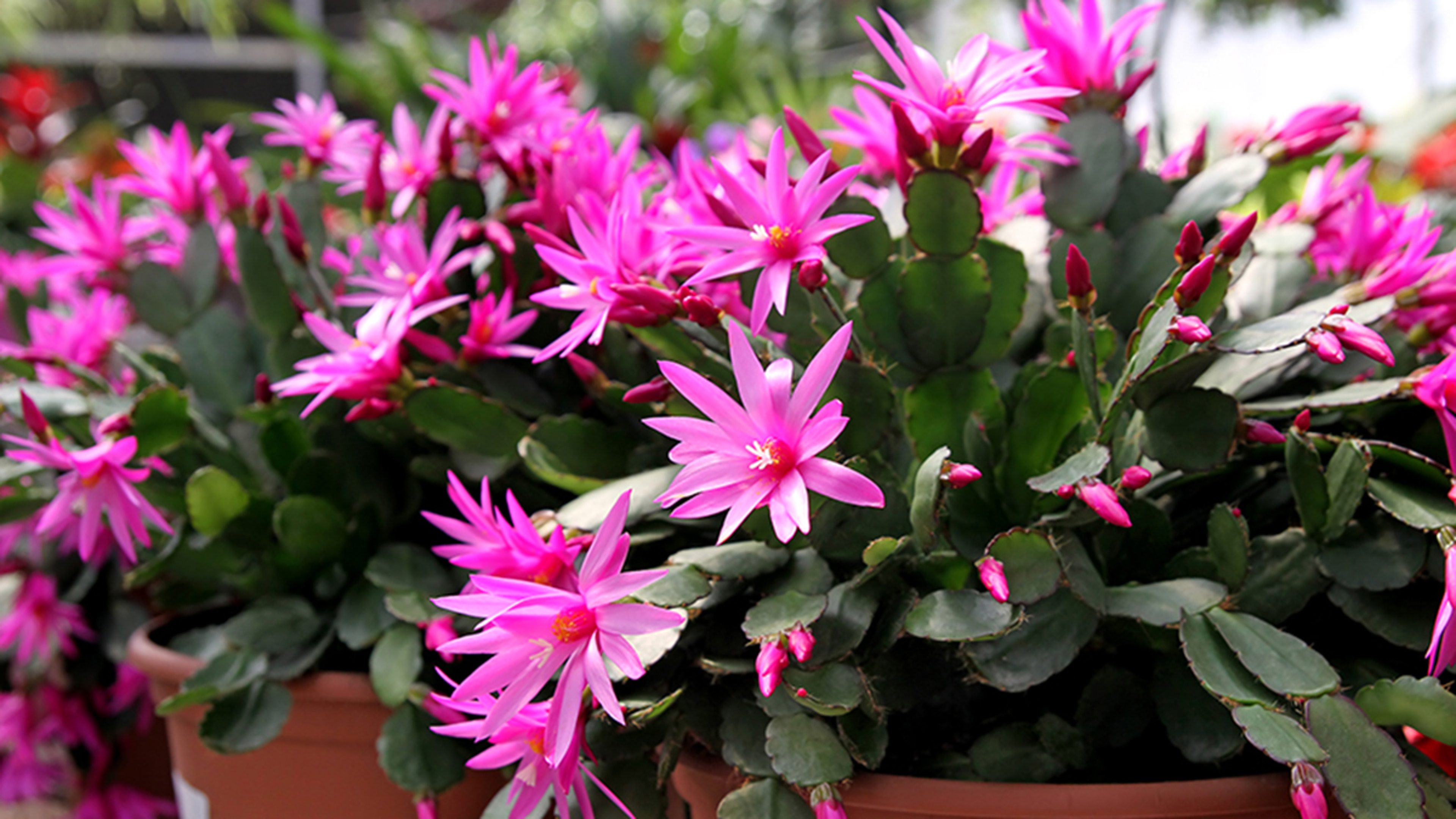 easter flowers with easter cactus