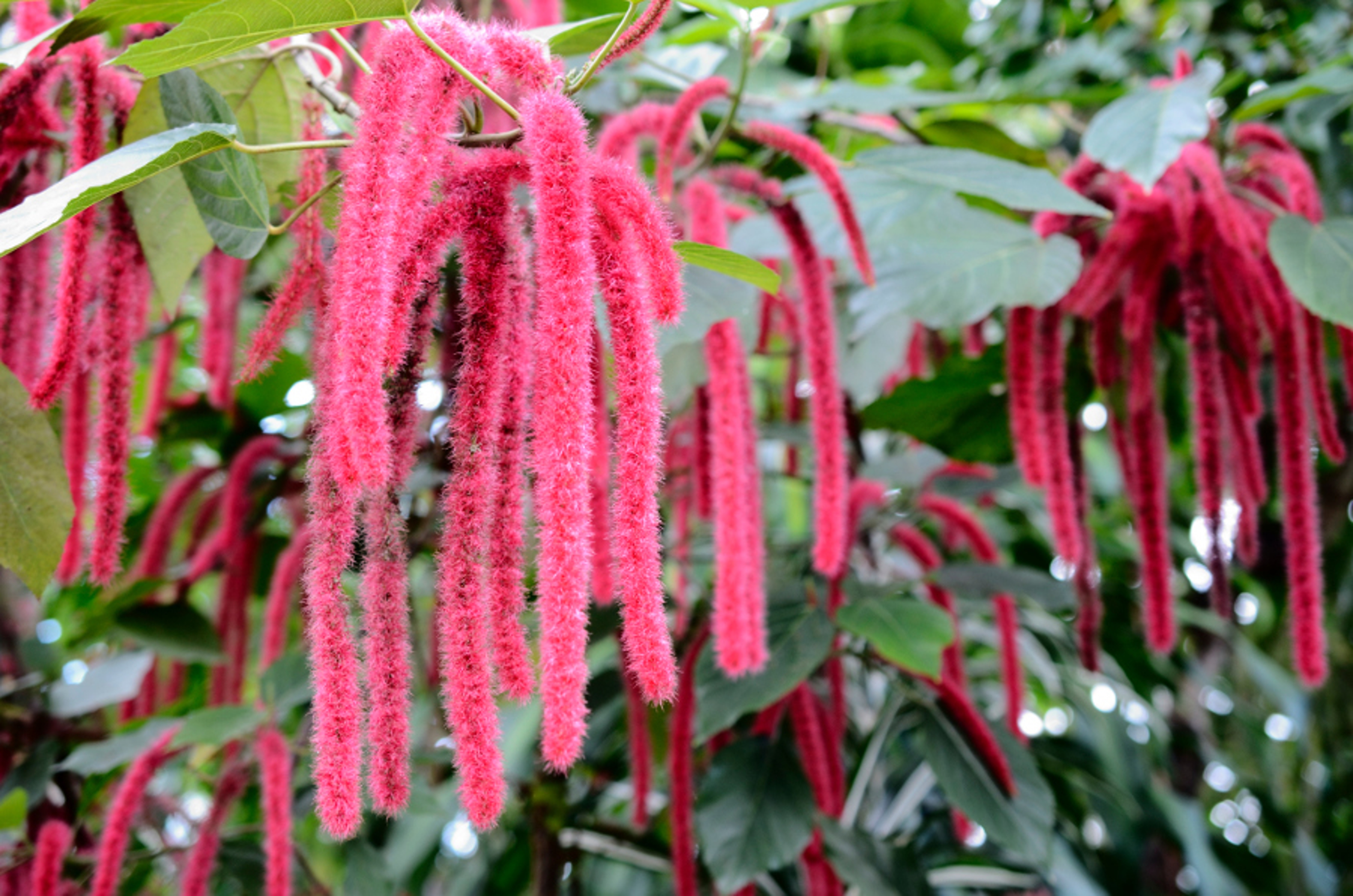 Chenille plant, flowers of Acalypha hispida, horizontal photo