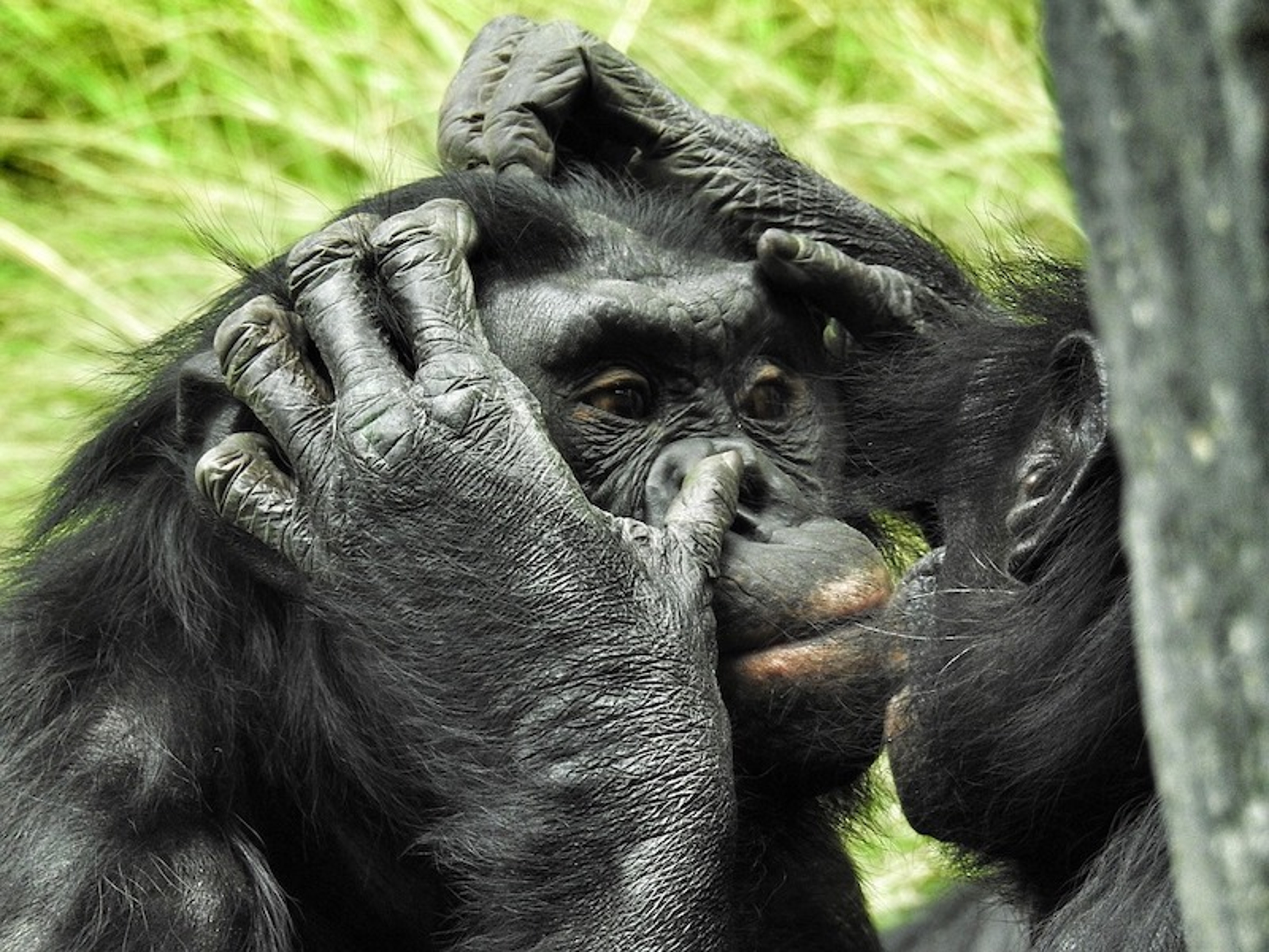 Bonobos at San Diego Zoo