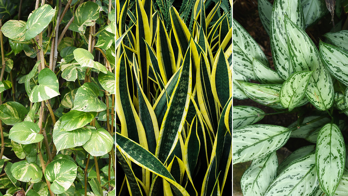 Easy House Plants | Low Maintenance Indoor Plants | Petal Talk, image size:1200x675