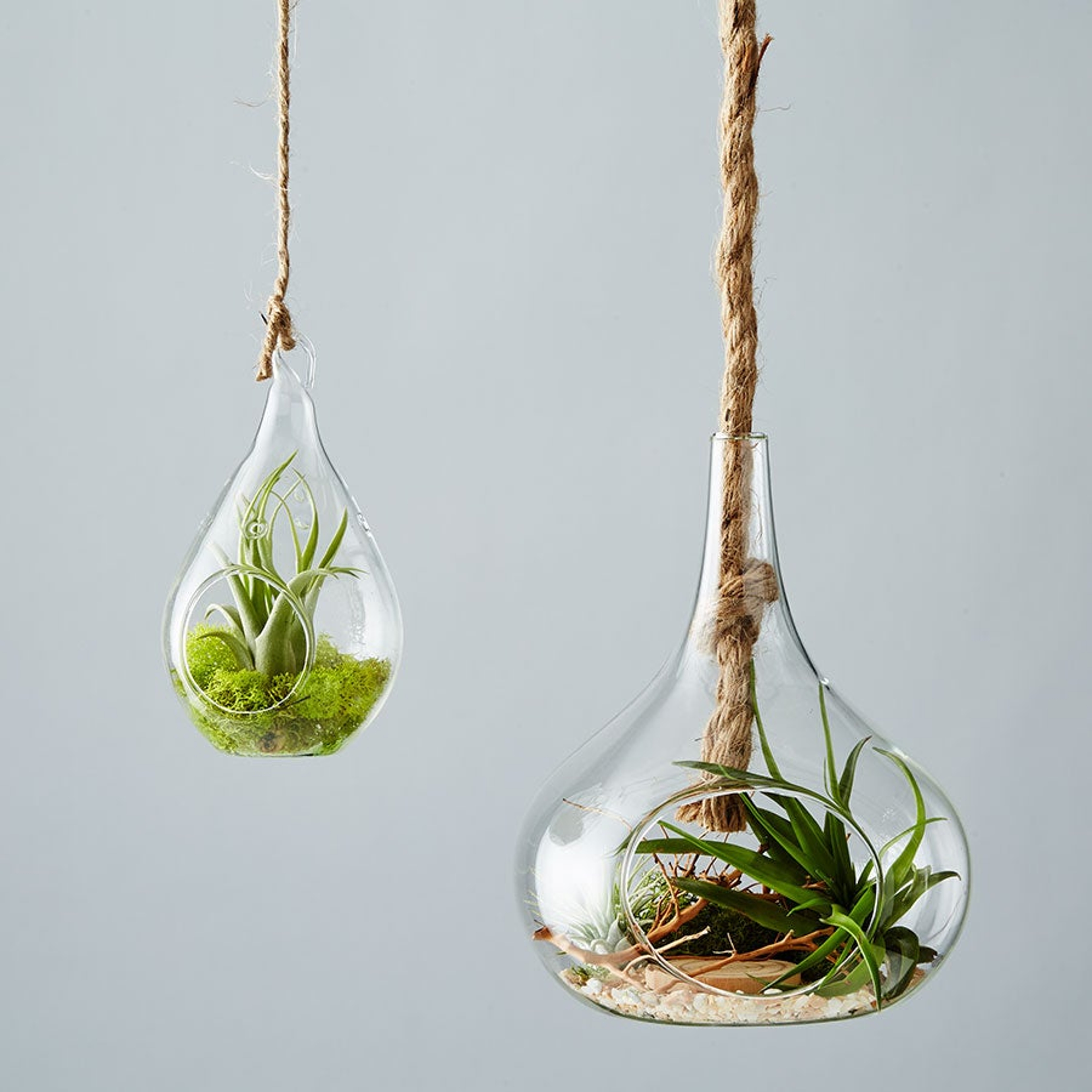 Air plants in glass containers hanging from rope