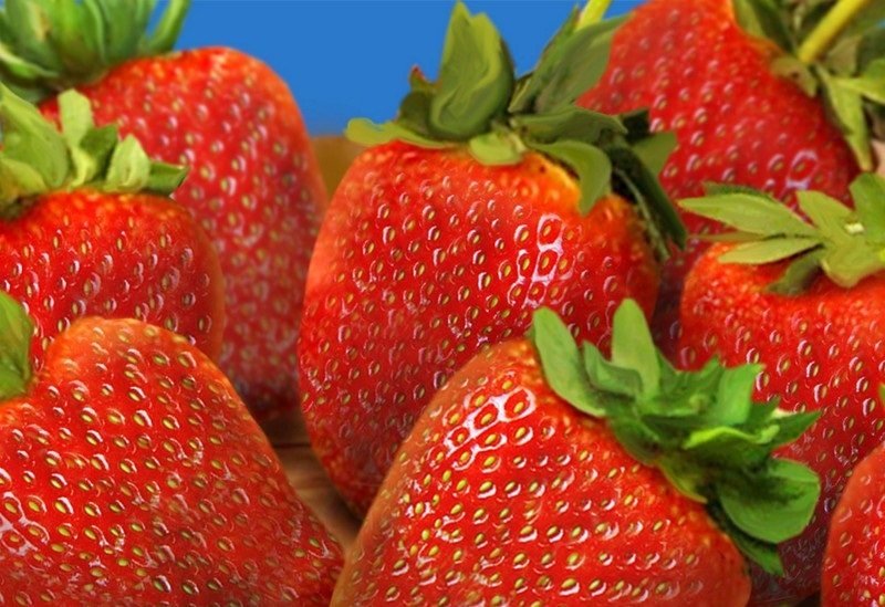 Fun Facts About Strawberries | Shari's Berries