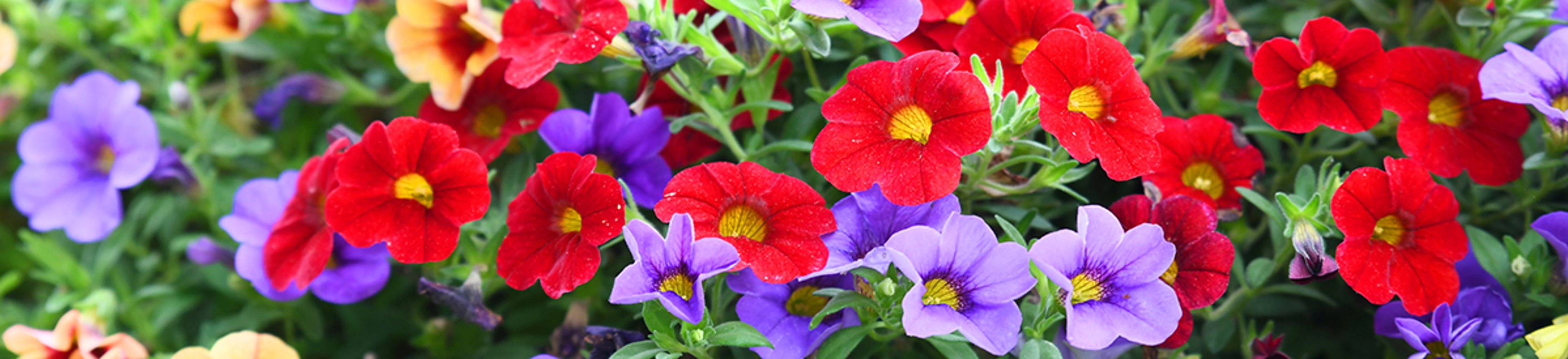 Petunias, a popular flower type pictured here, are a staple of old school gardens and hanging pots.