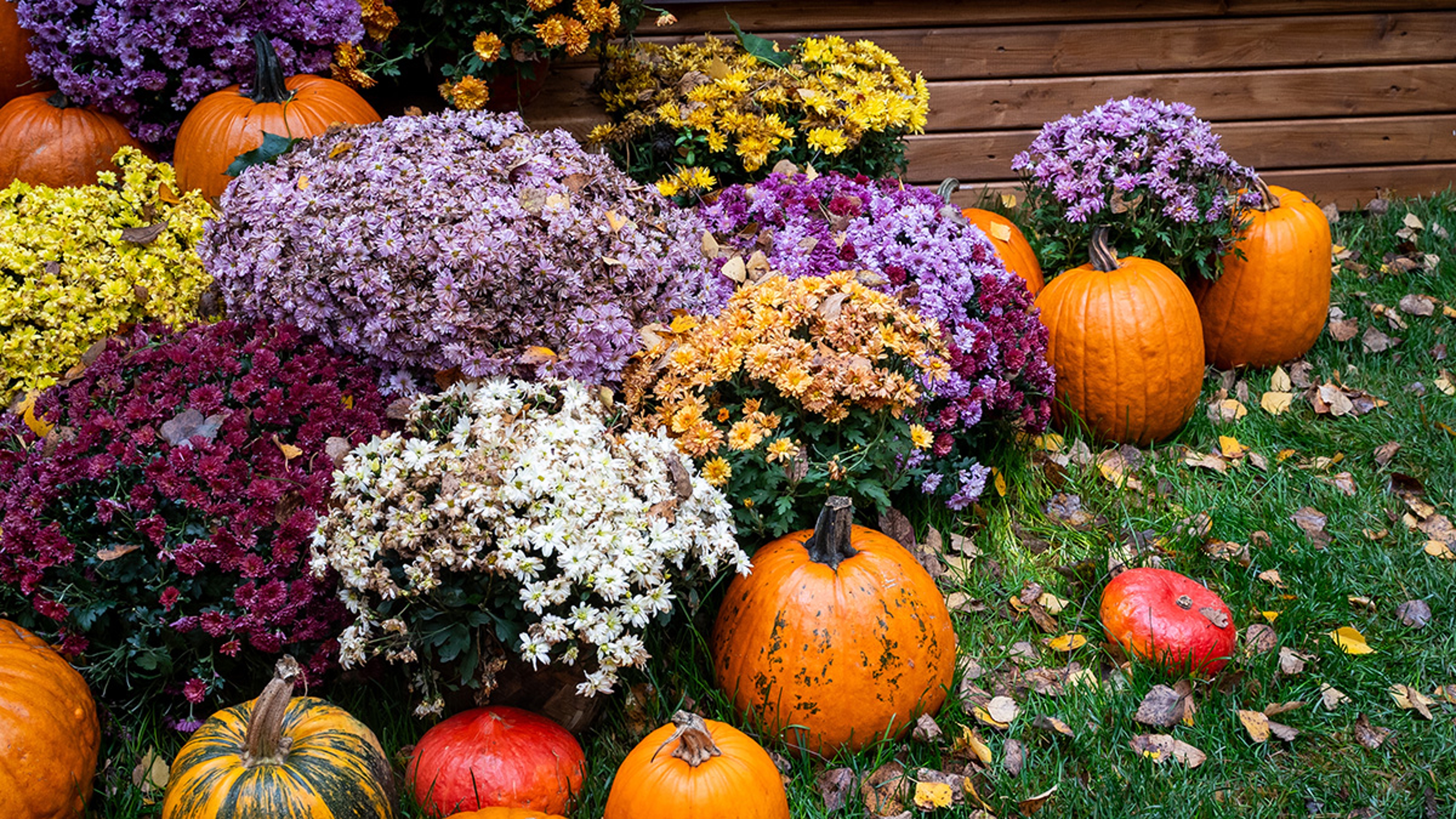 Pots of blooming chrysanthemums on a lawn with pumpkins nestled in between them.