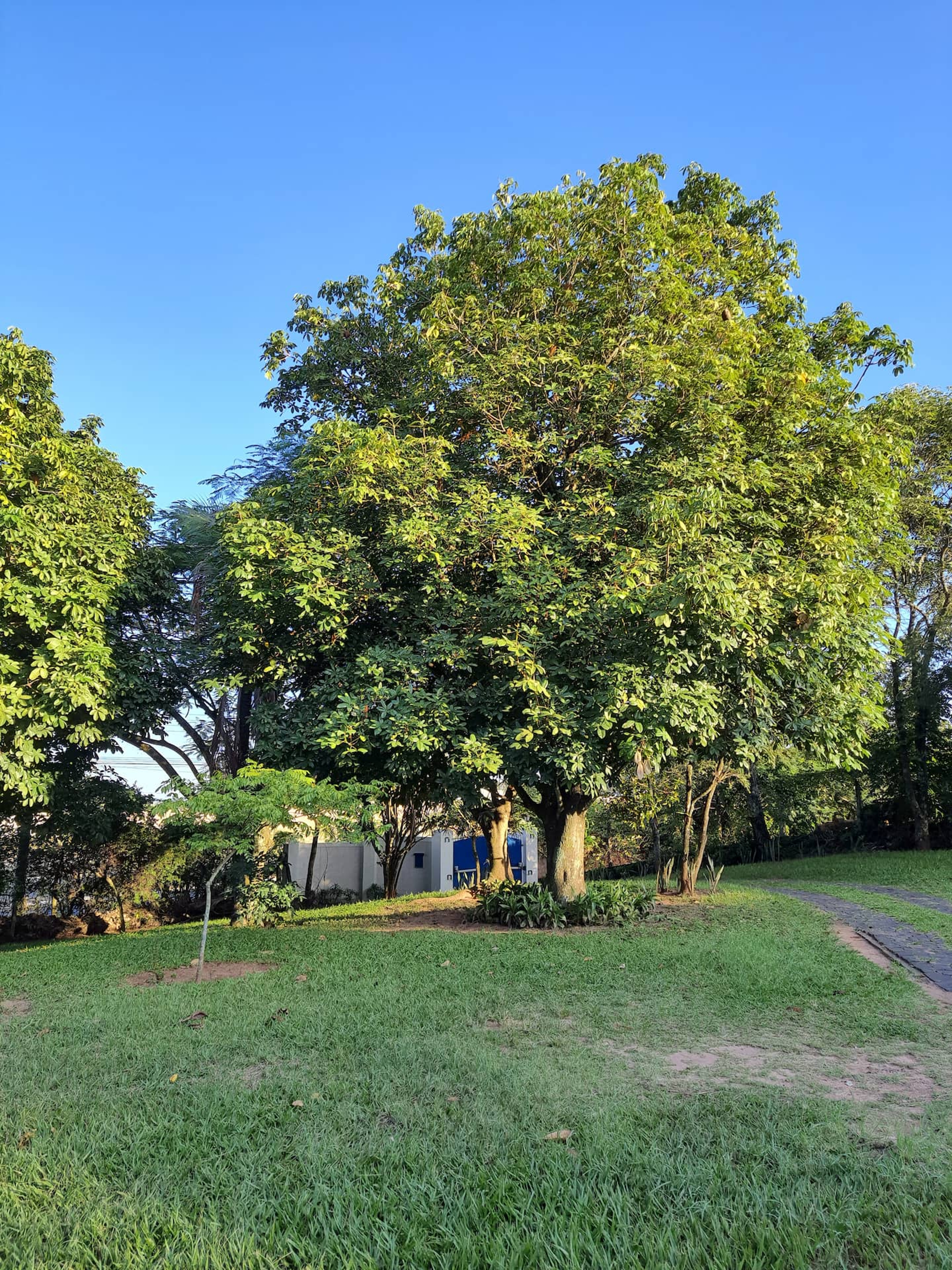 Large trees in an outdoor space