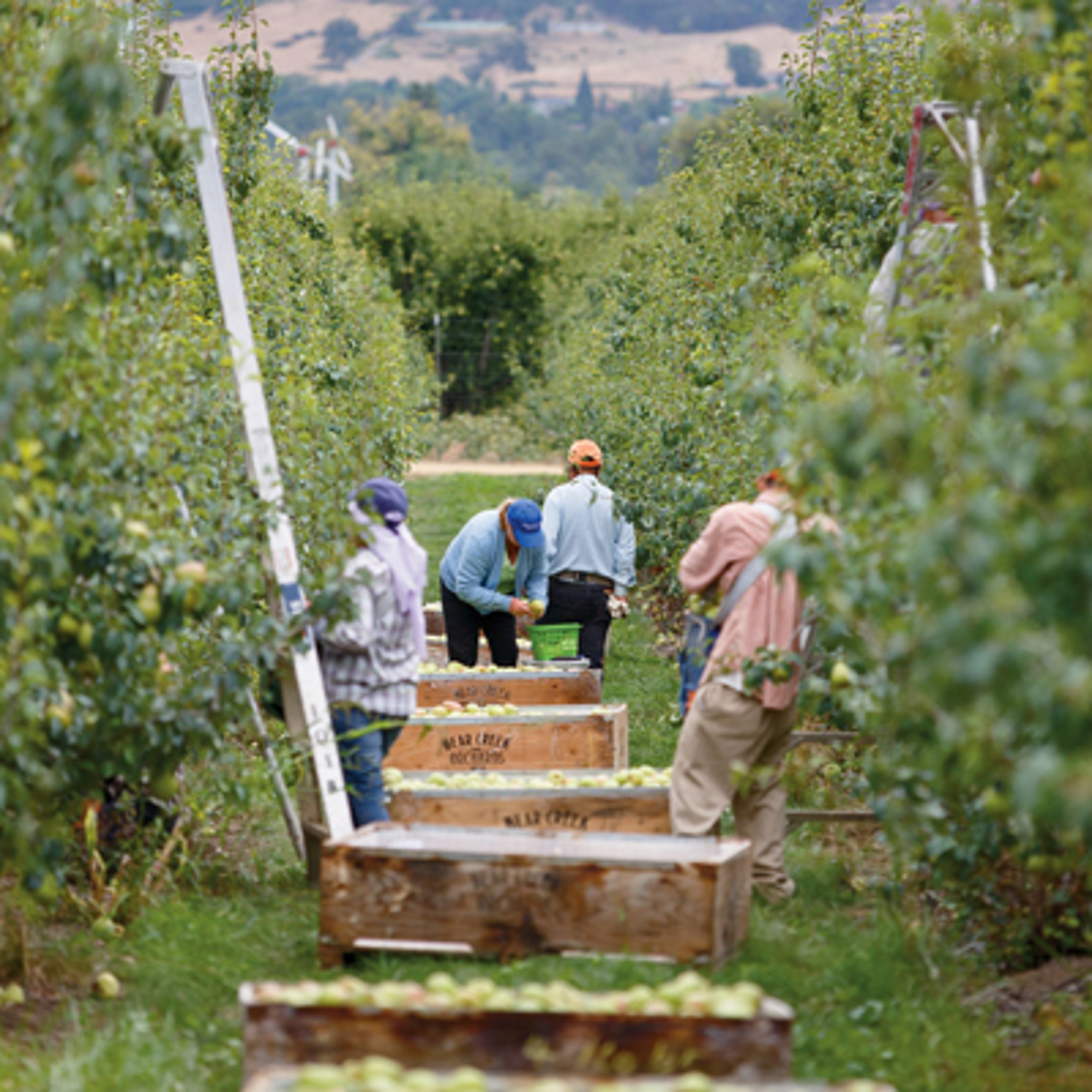 Harry & David harvest where pears are among our favorite fruits delivered from our orchard to your home.