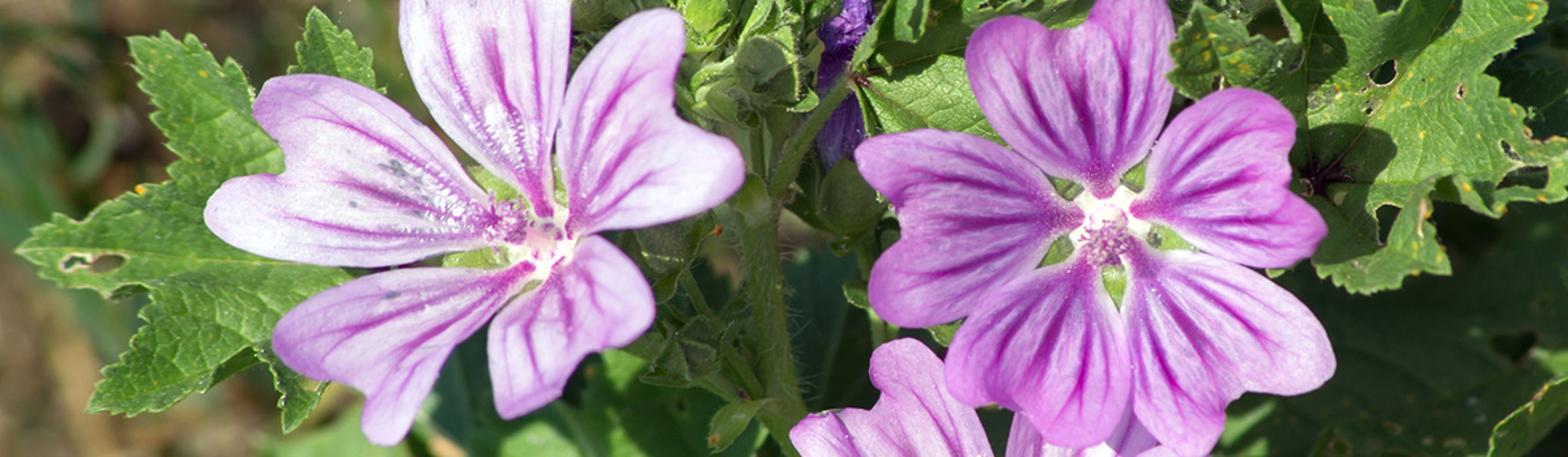 Malva neglecta Malva neglecta . bushy garden decorative plants.