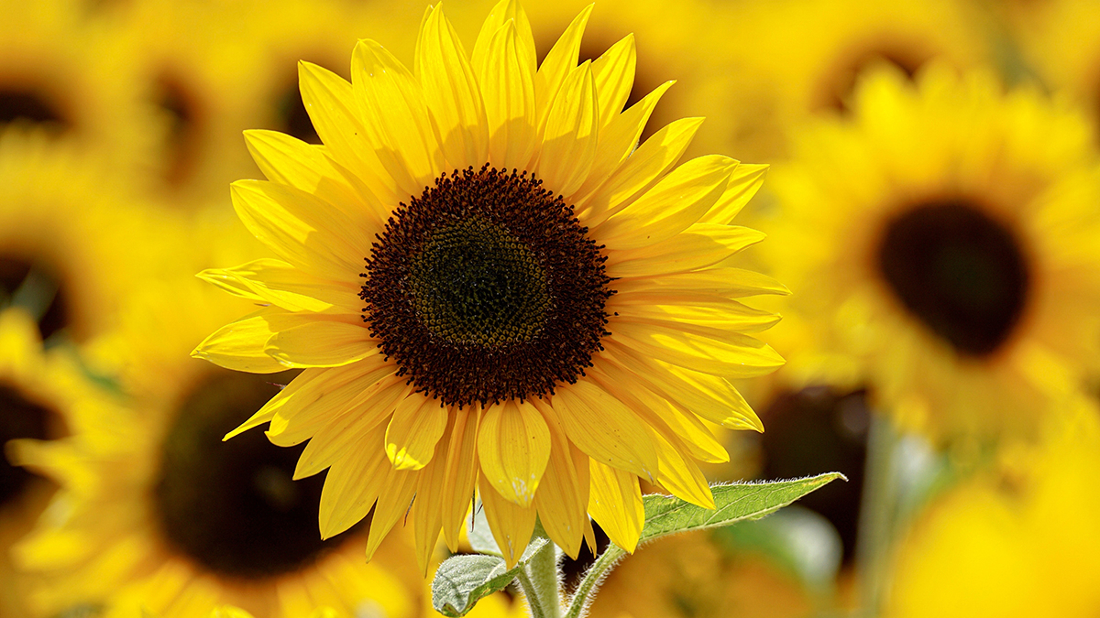 Sunflower Header